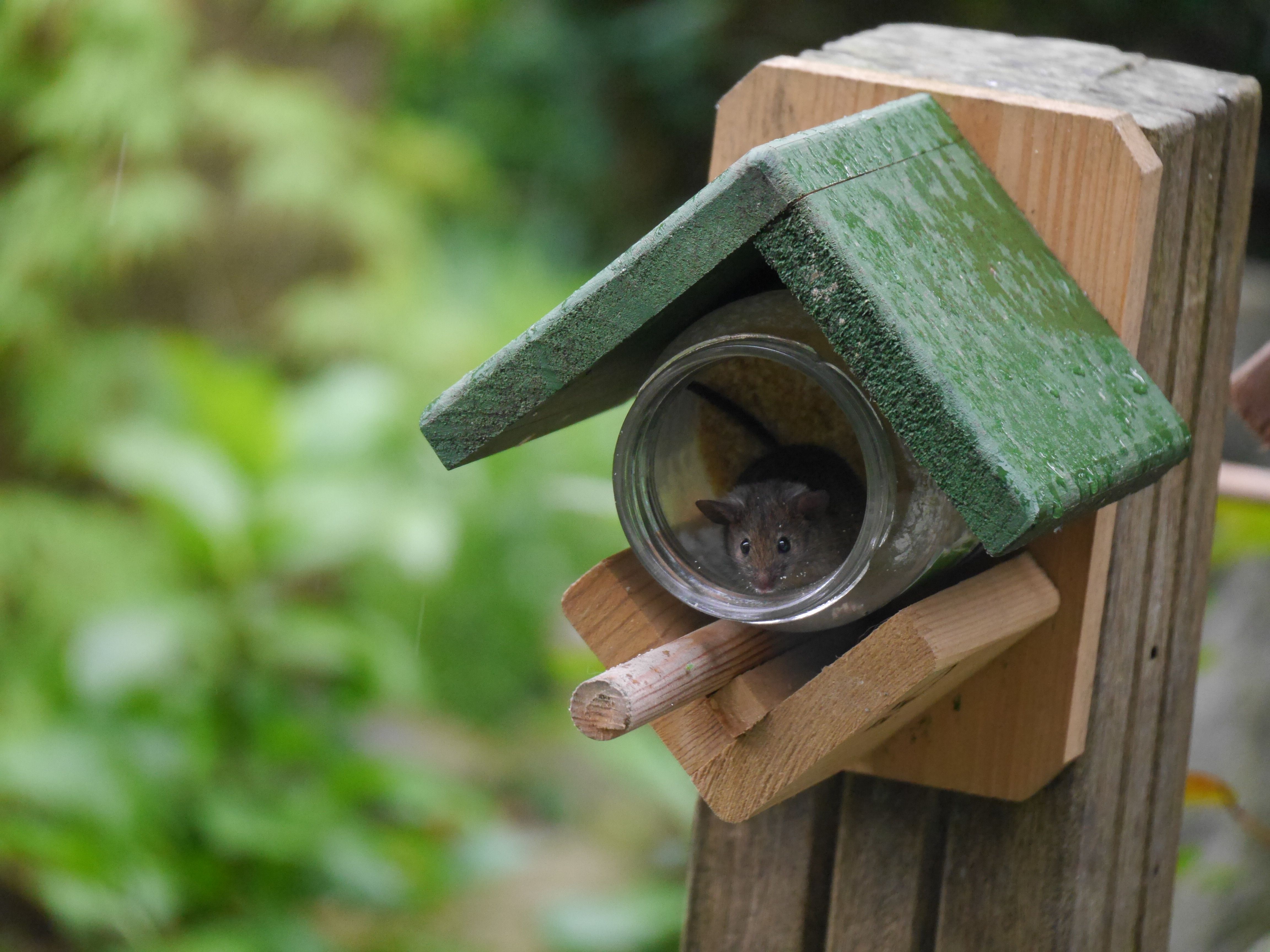 Veldmuisje geniet van vogelpindakaas