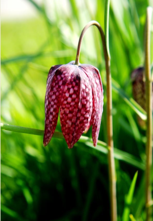 kievitsbloem , fritillaria meleagris