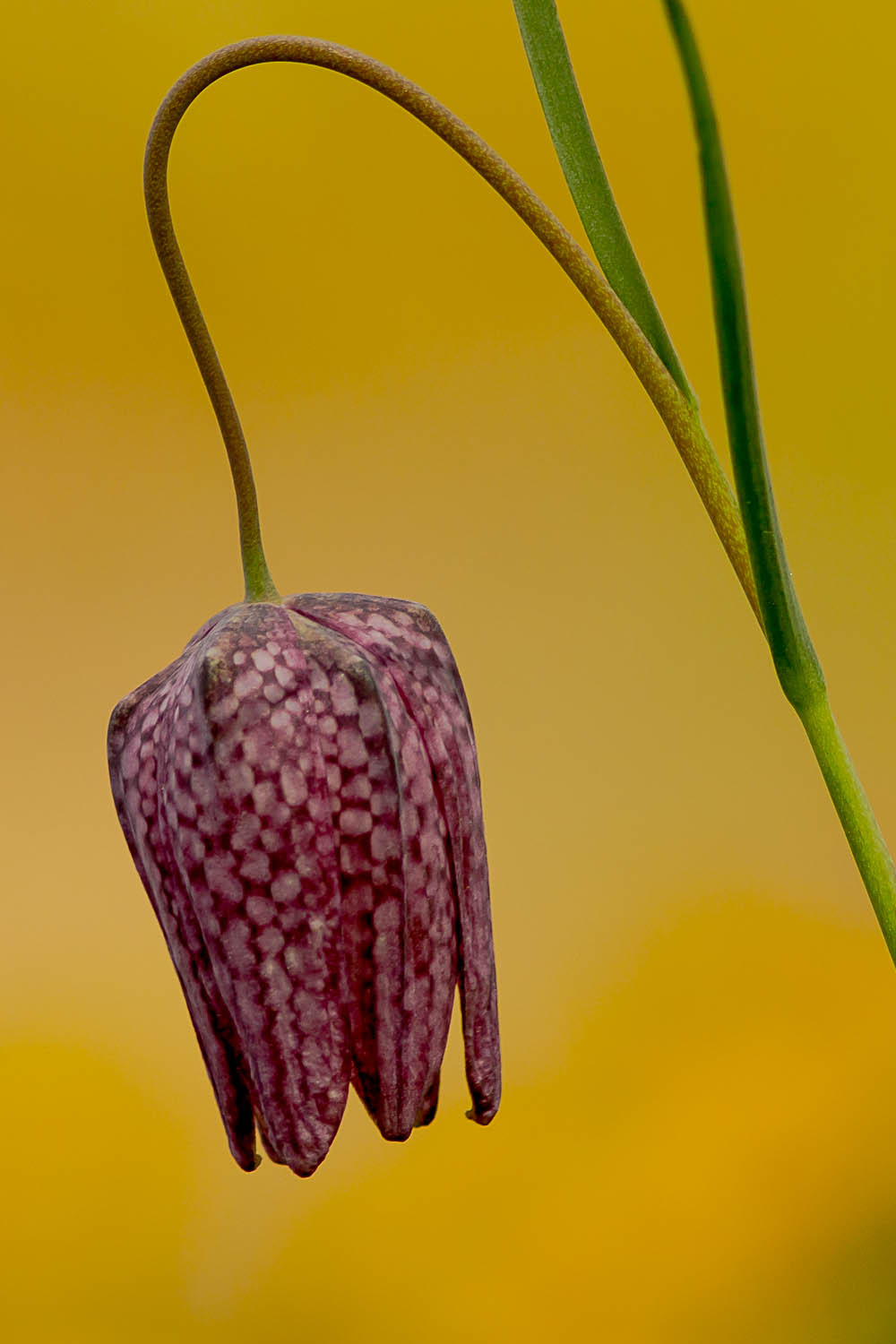 Kievitsbloem