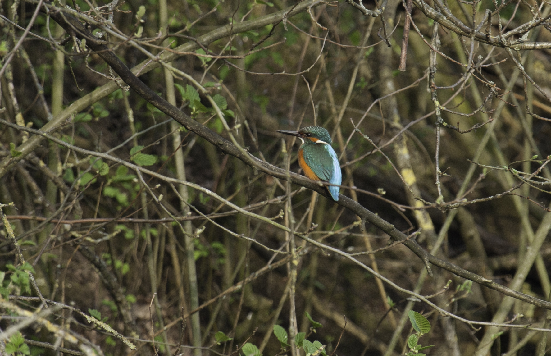 Ijsvogel