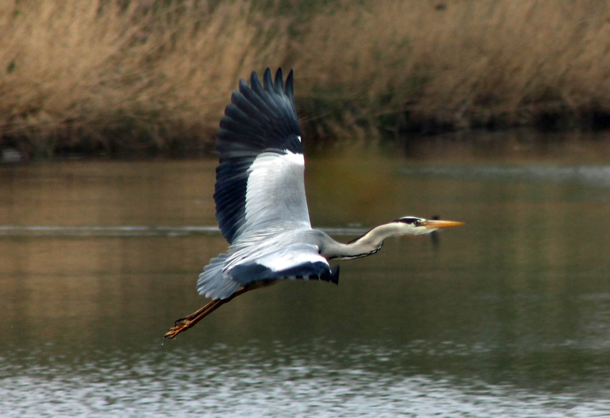 Blauwe reiger