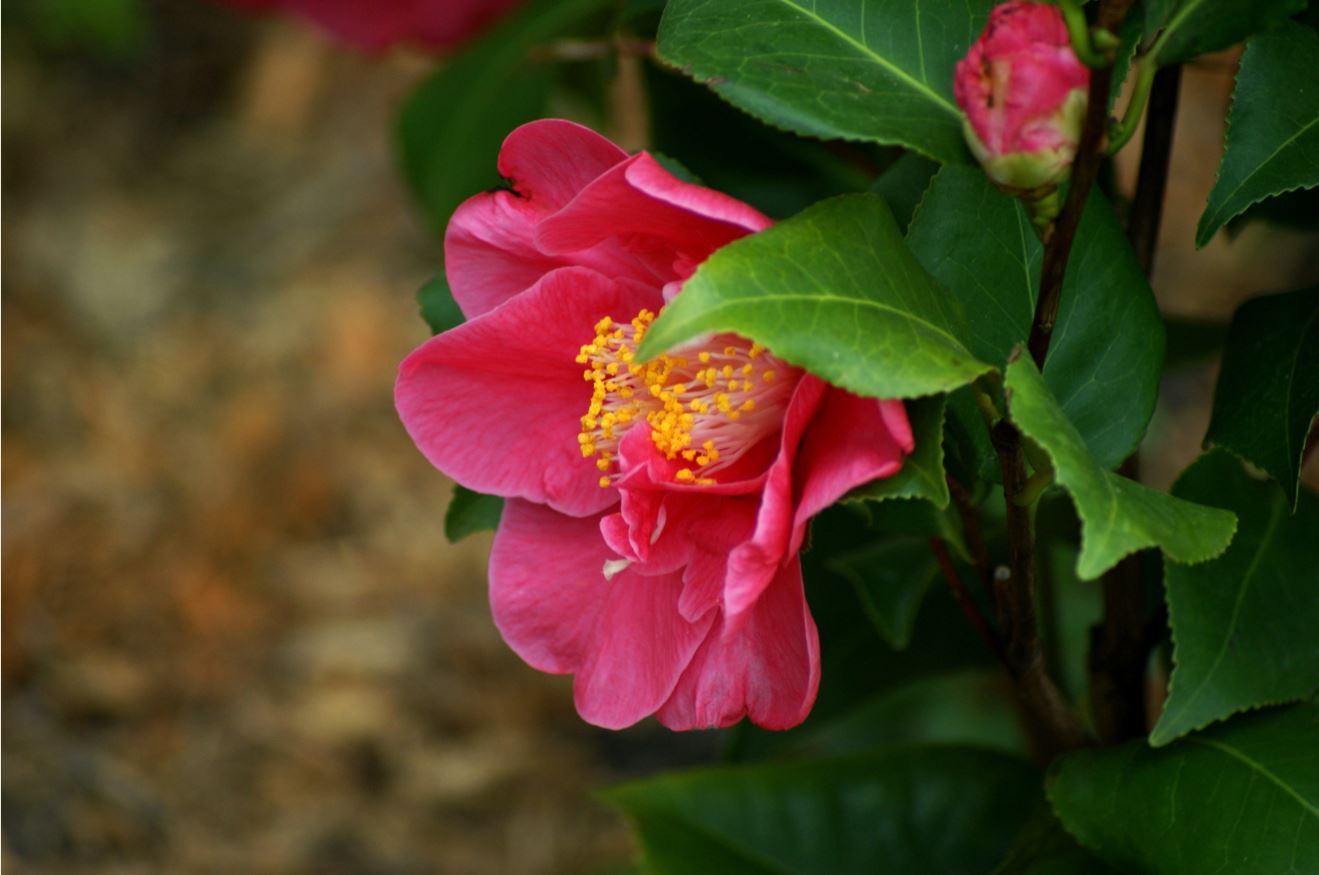 camelia