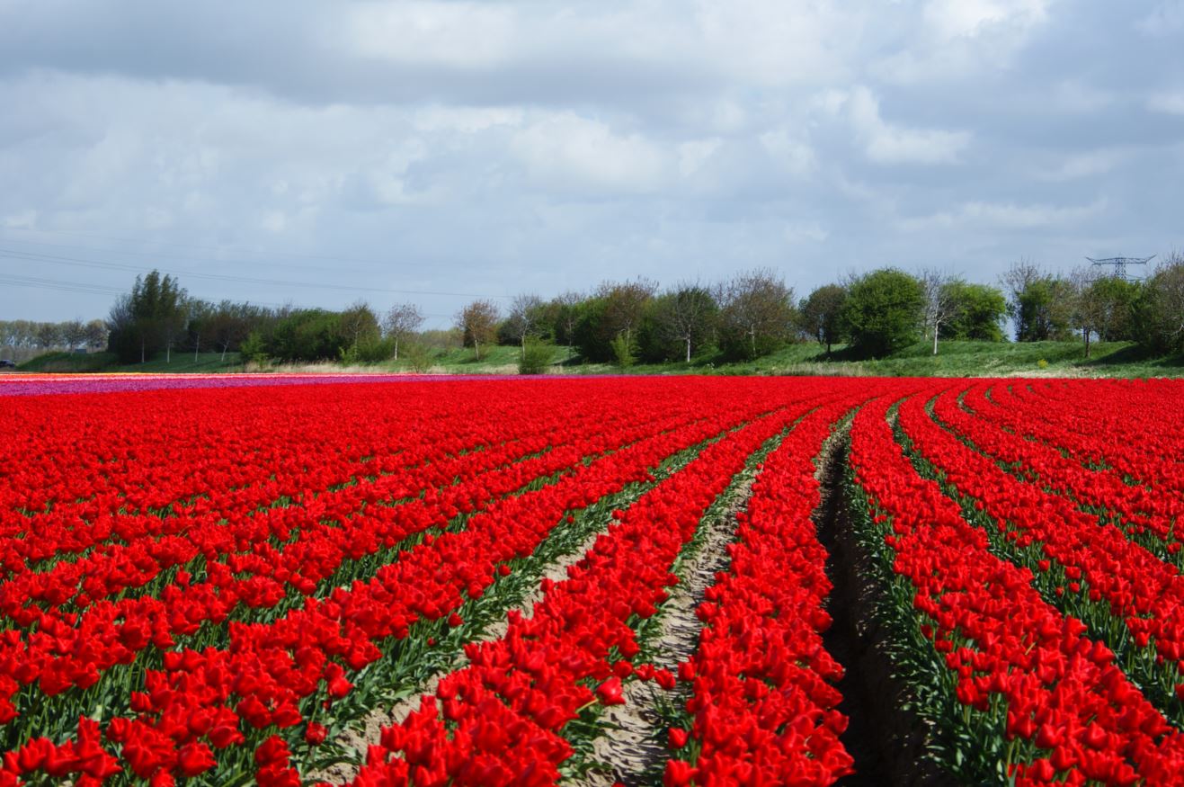  Tulpen-Zeeland