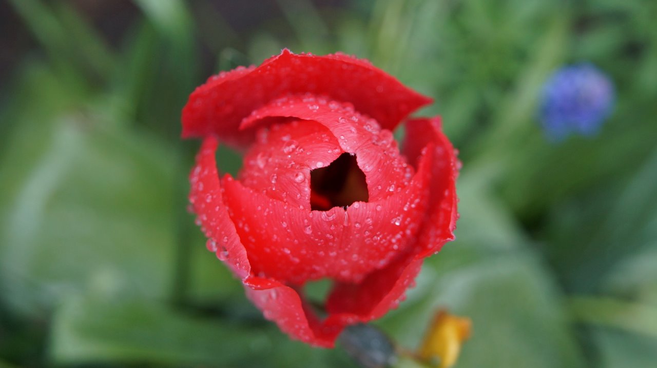 Tulp met regen druppels 