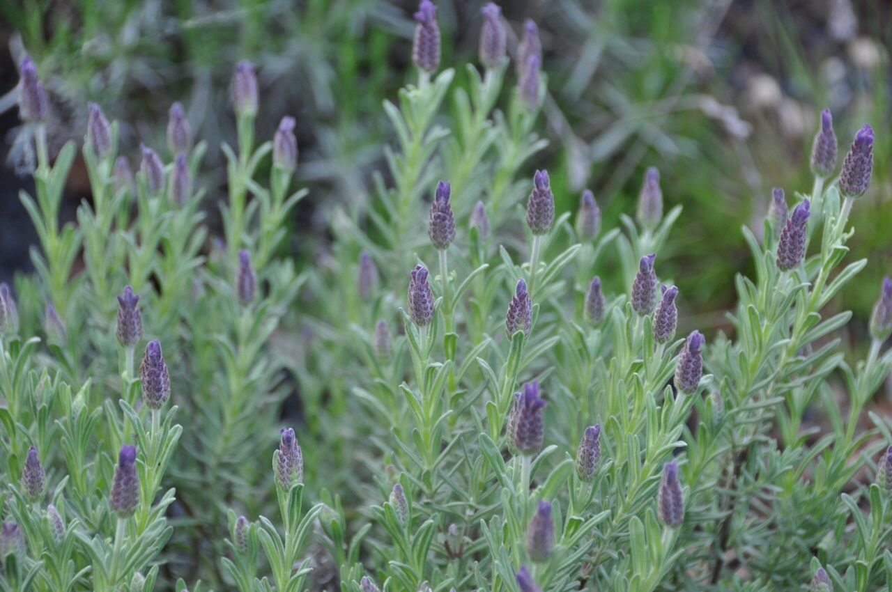 Lavendel 2
