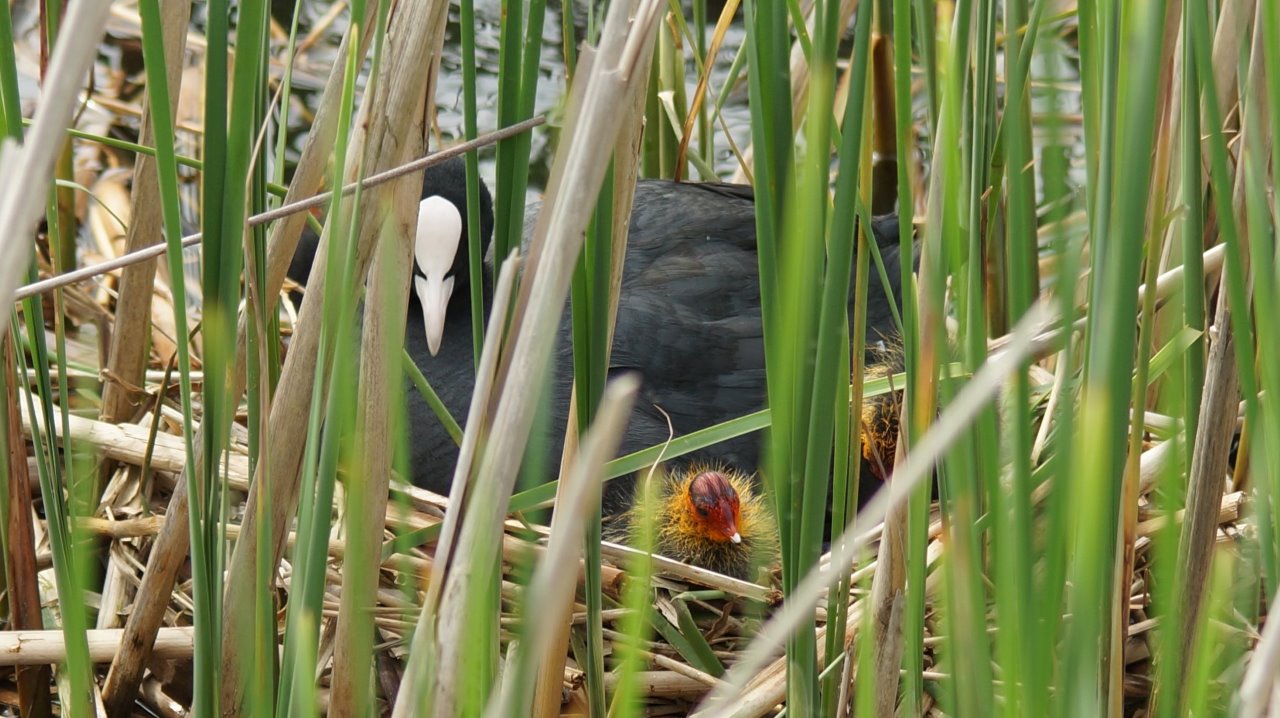 Net uit het eitje gekropen 