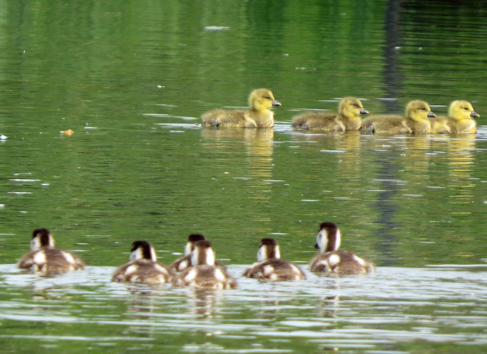 Doorgaand verkeer heeft voorrang!