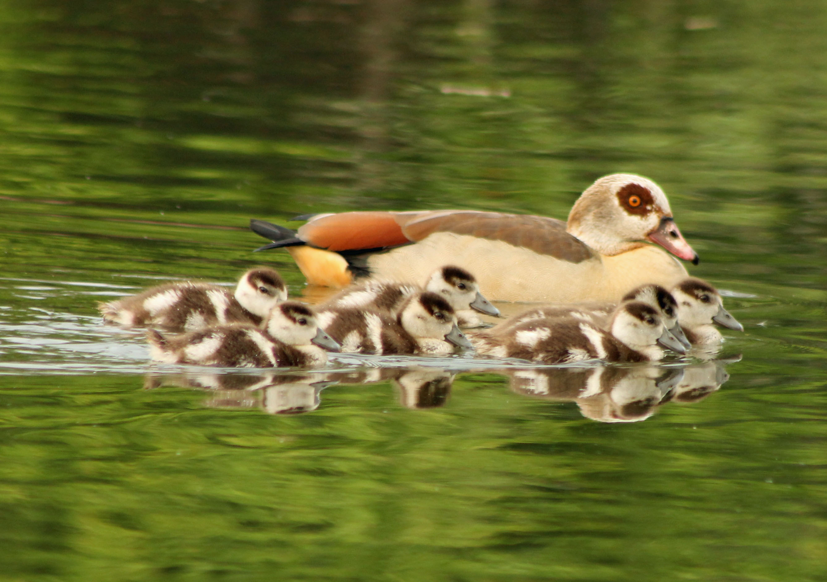 Nijlgans met kuikens