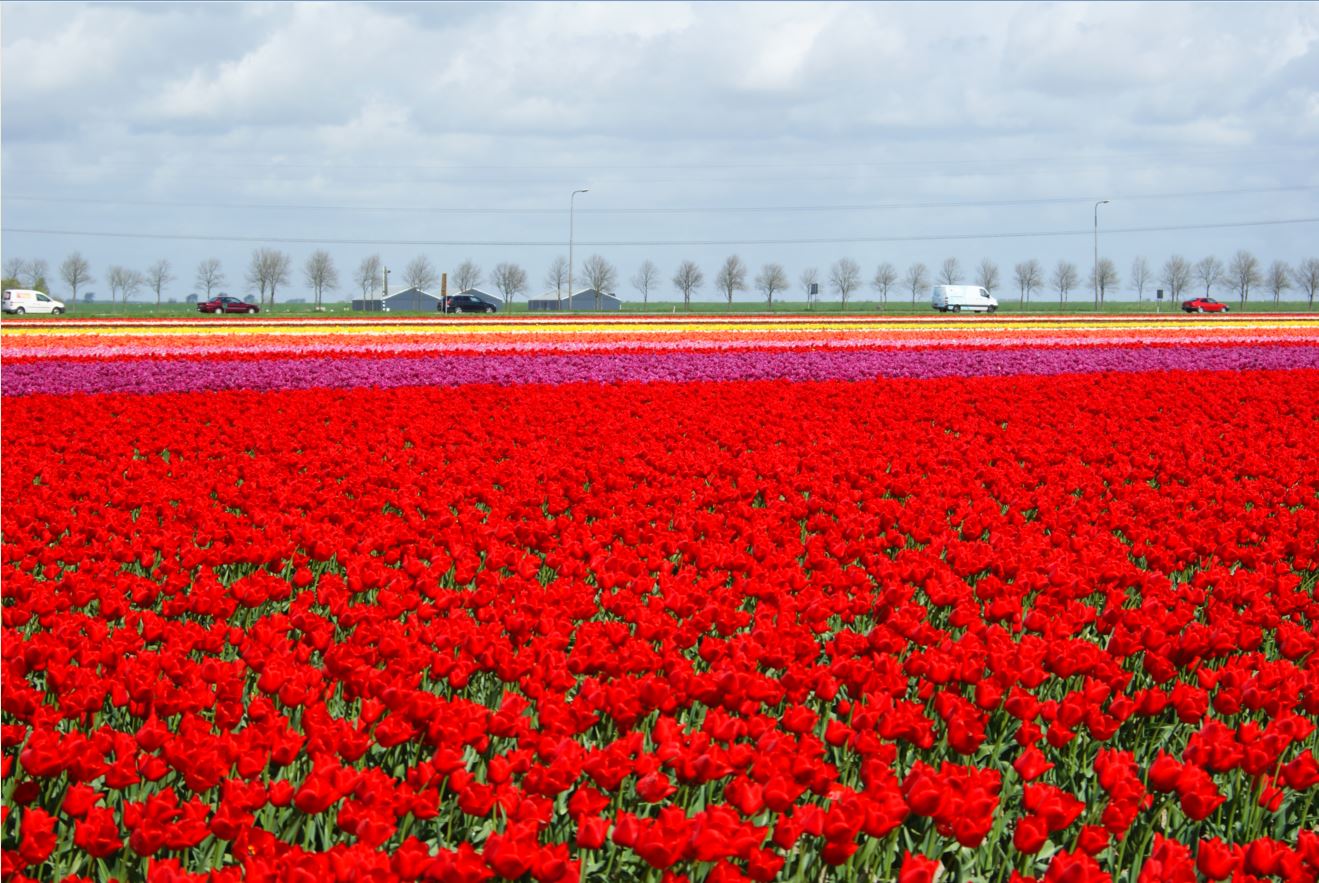  Tulpen-Zeeland