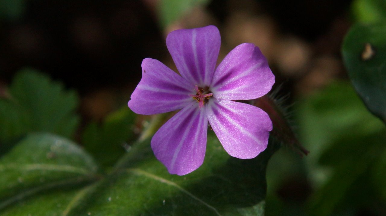 Geranium robberdskruit 