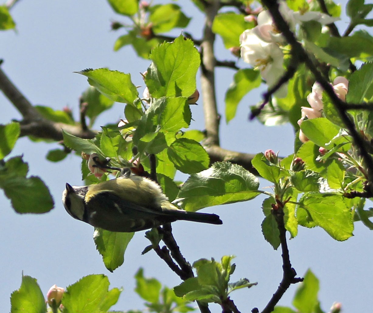 Bloesem met liefhebber
