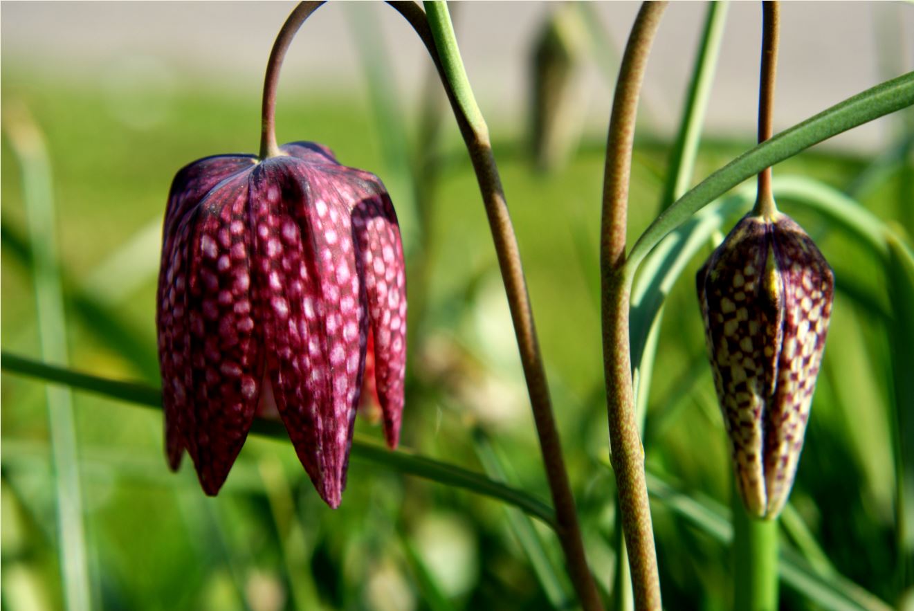 Kievitsbloem , fritillaria meleagris