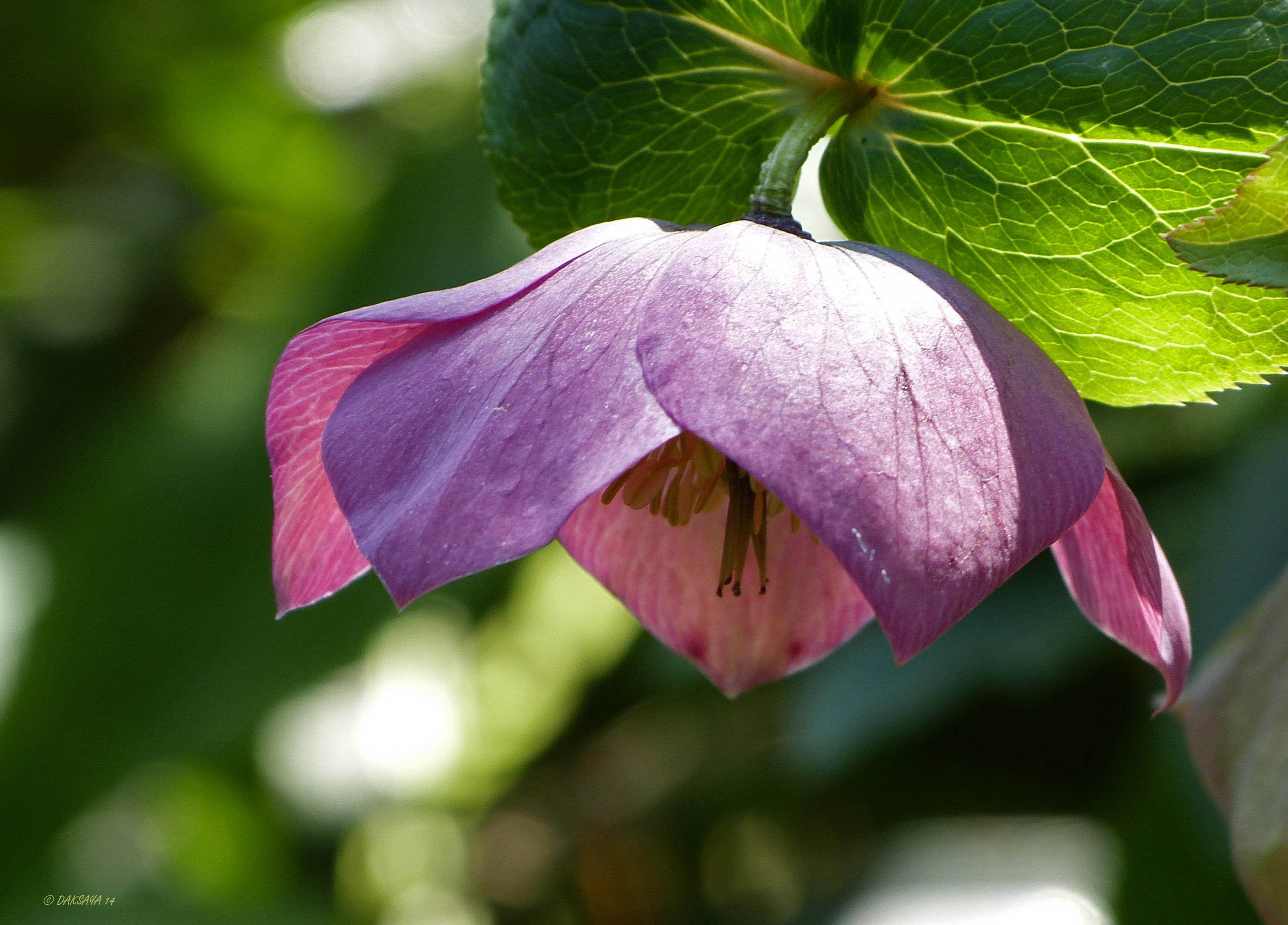 Helleborus