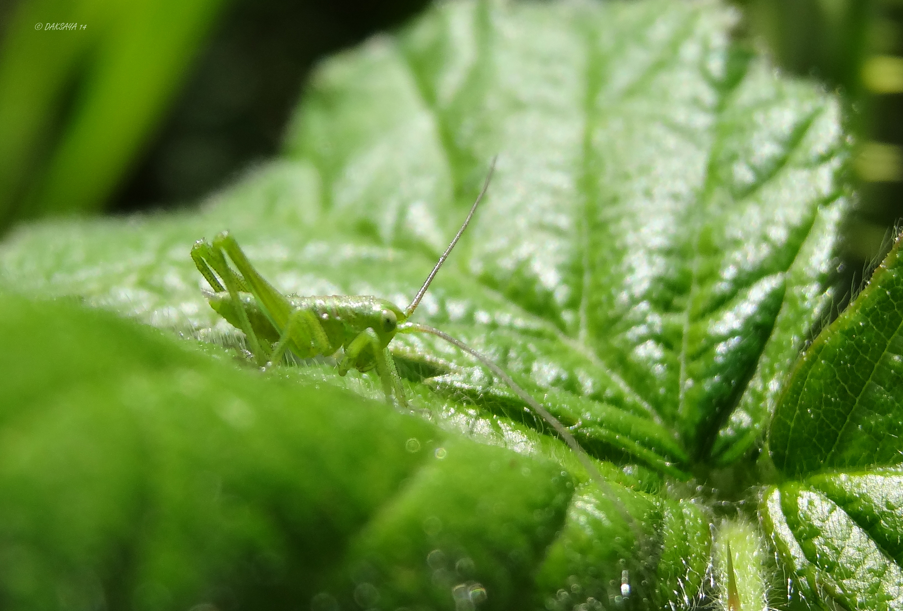 Groen op groen