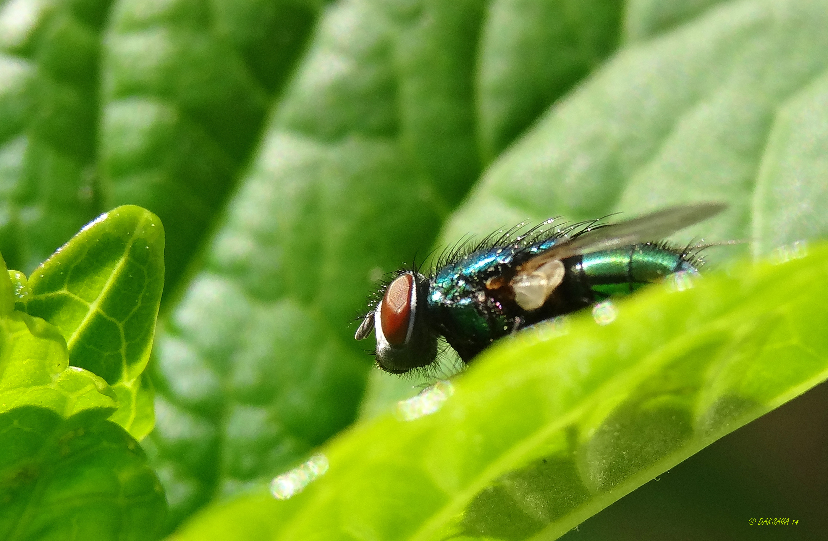 Groene vlieg