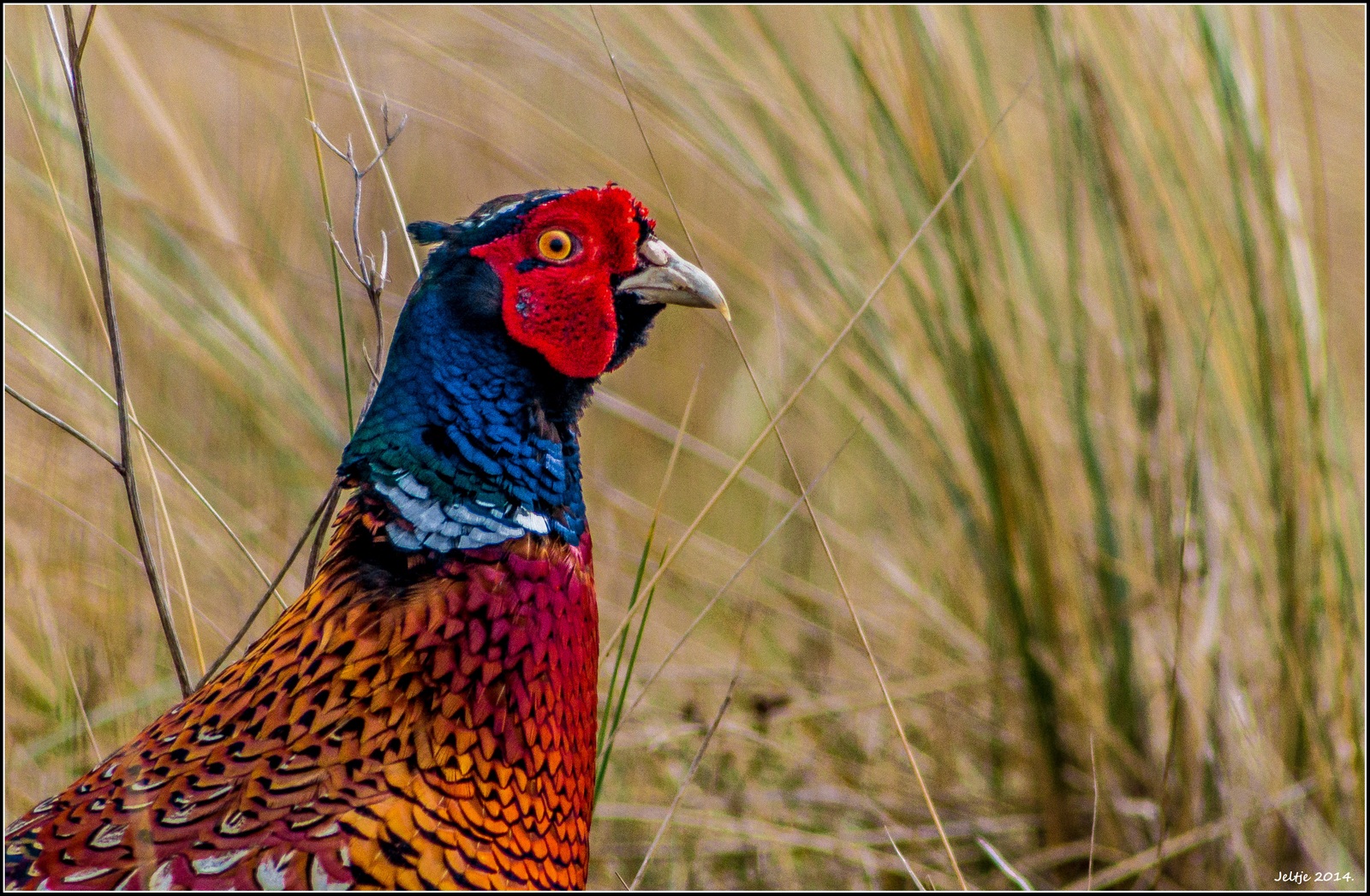 Fazant in de duinen.