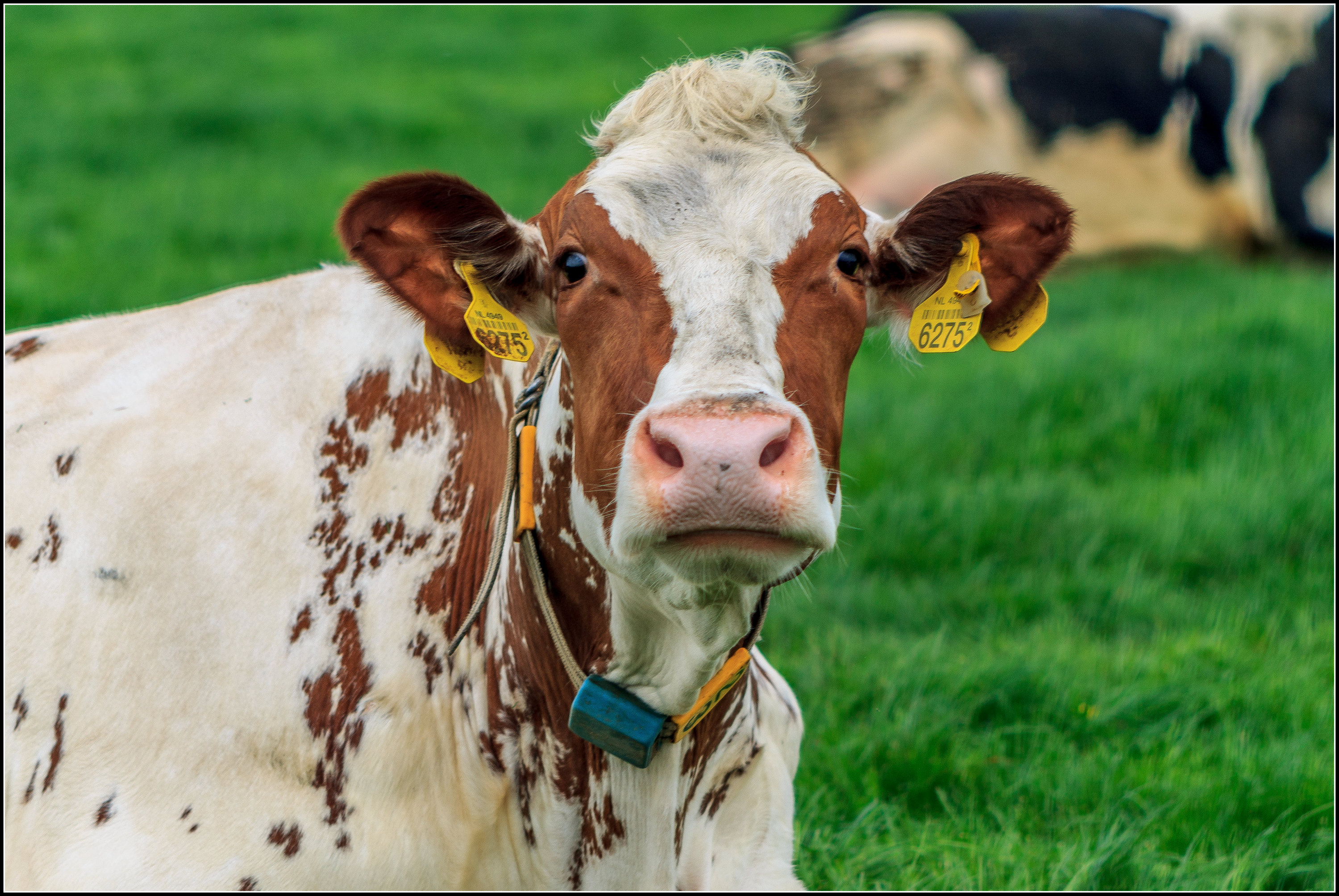 Als je haar maar goed zit.