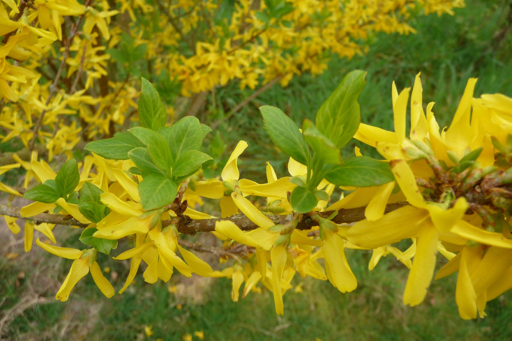 Forsythia