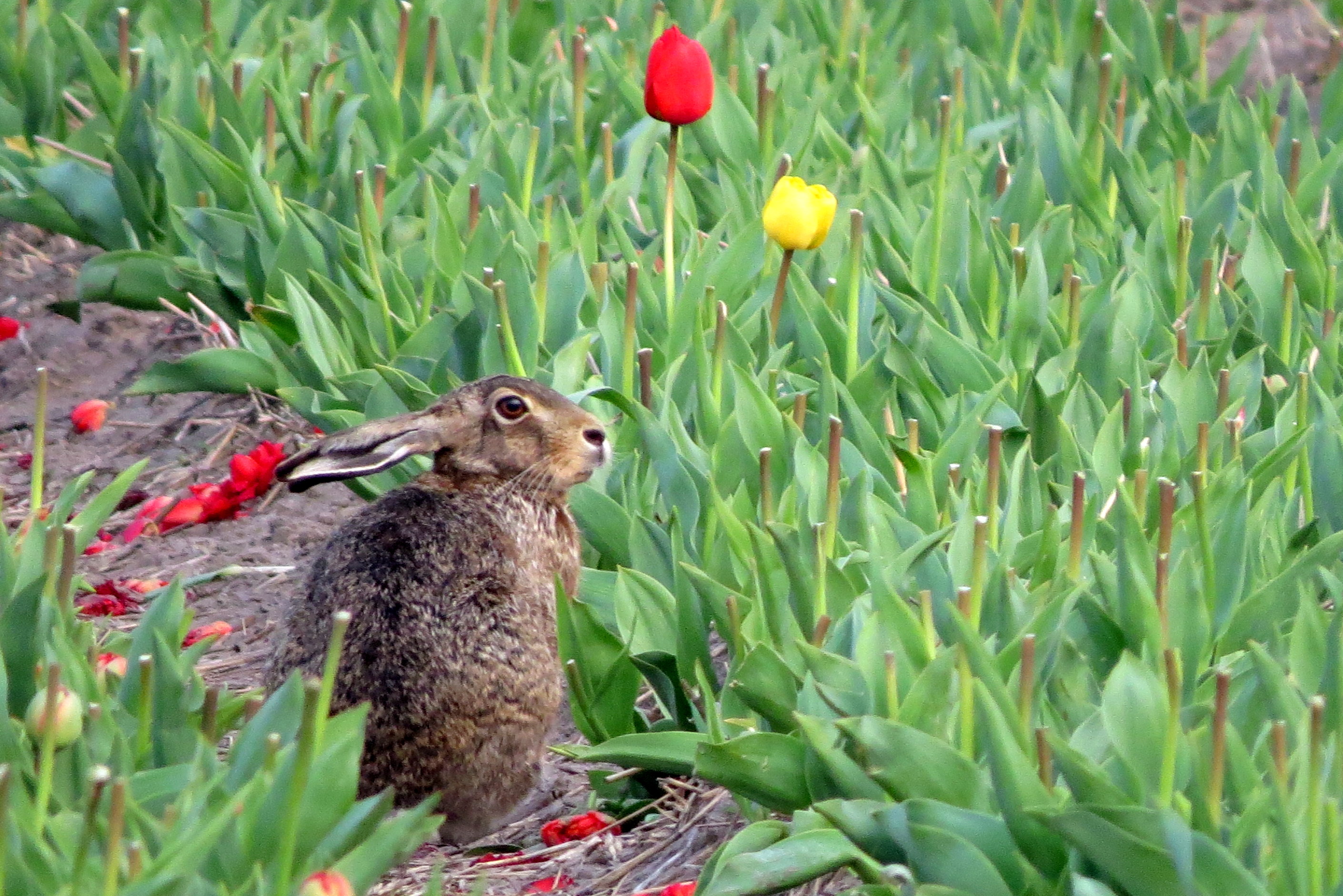 Tussen het gekopte tulpenveld