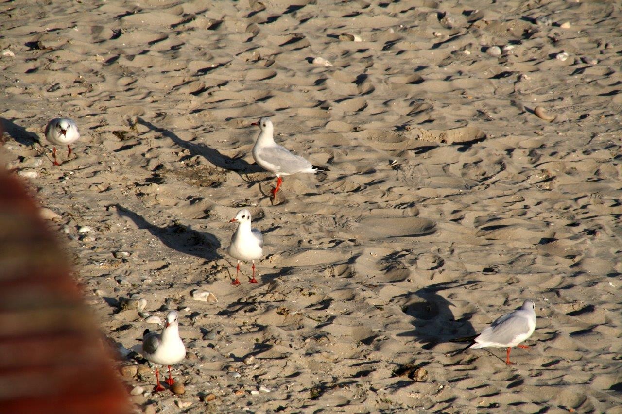 Meeuwen op het strand