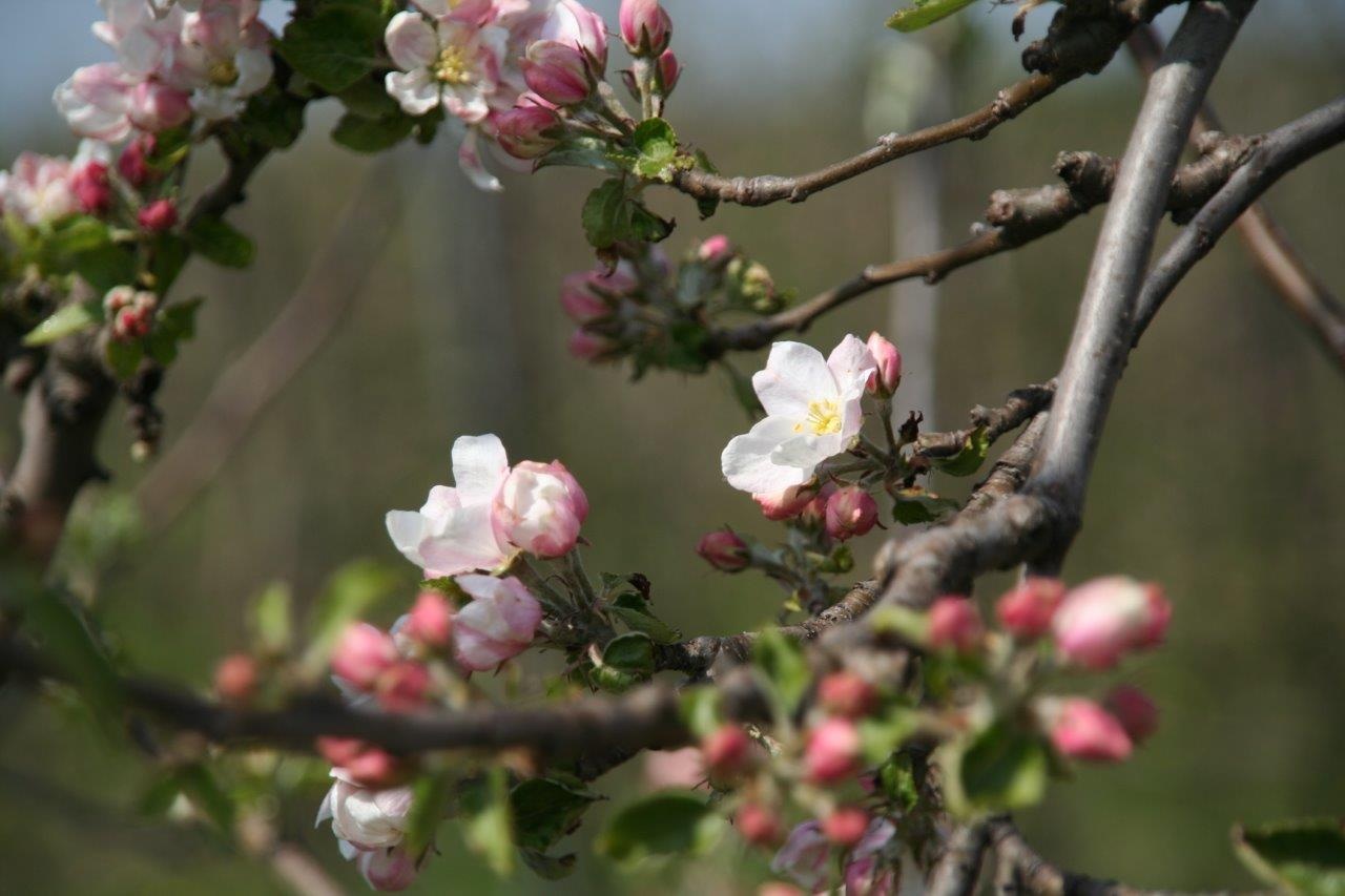 Appelbloesem 2