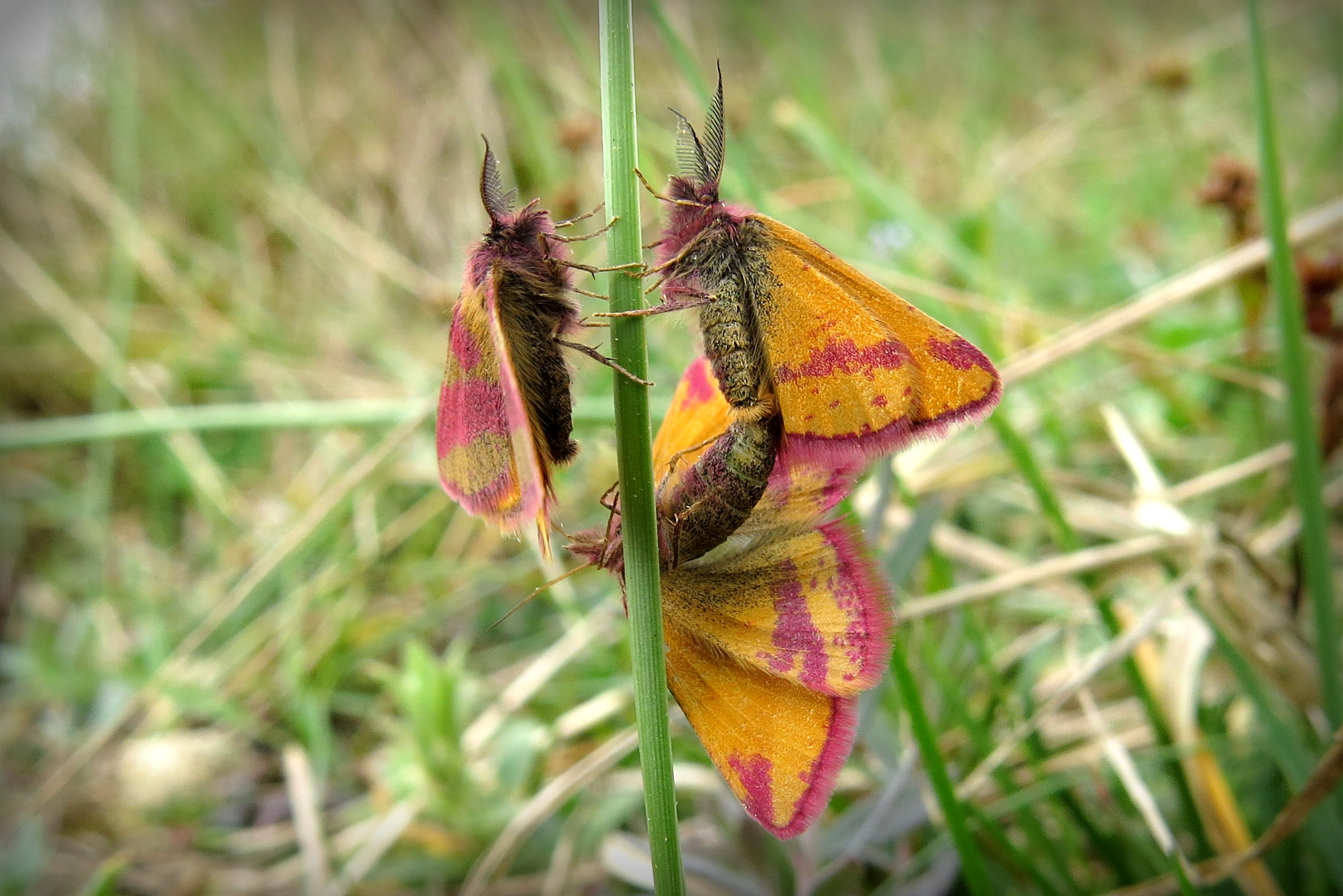 Duidelijk één teveel
