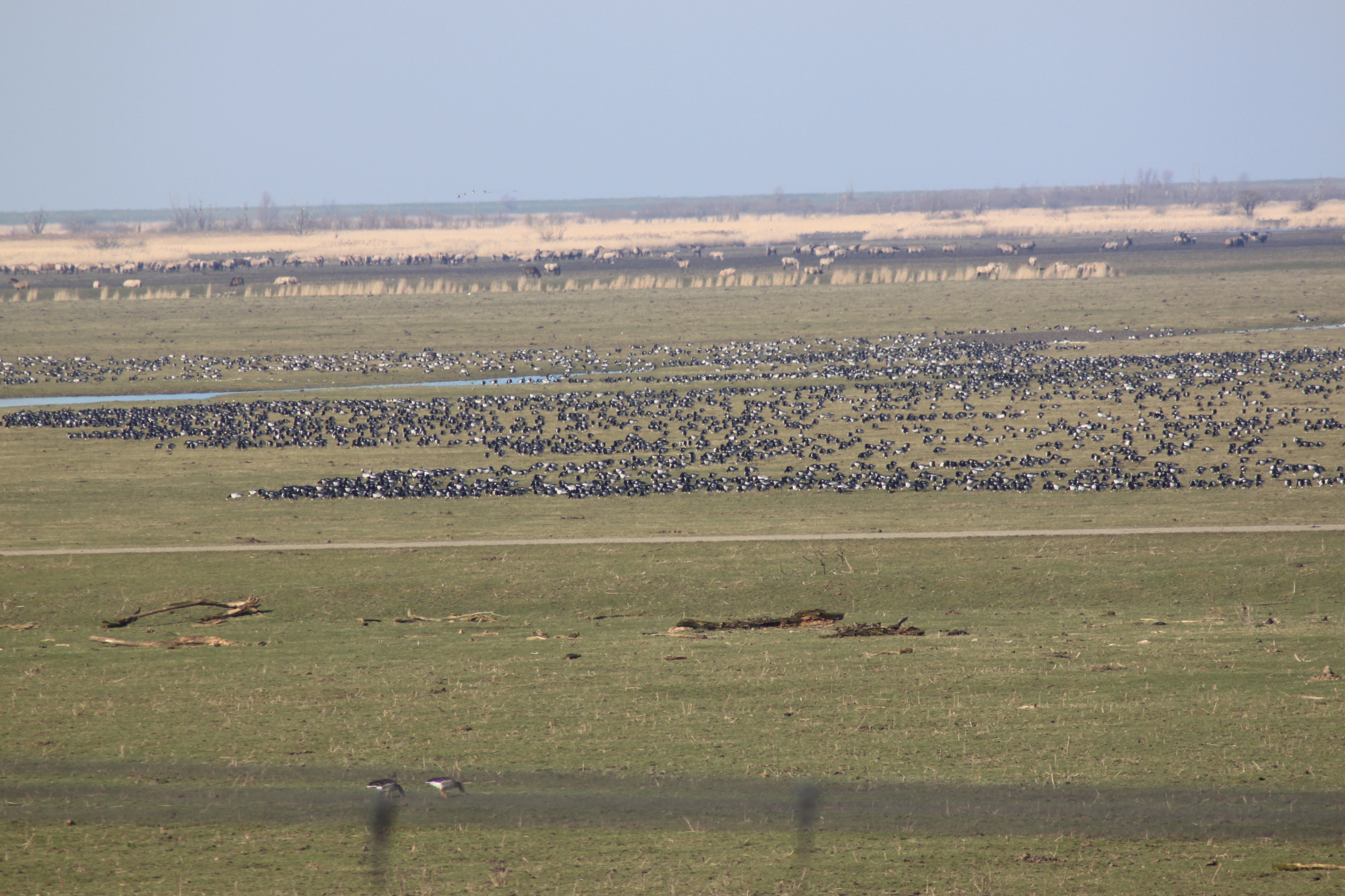 Vogelaars kijken naar Brandganzen