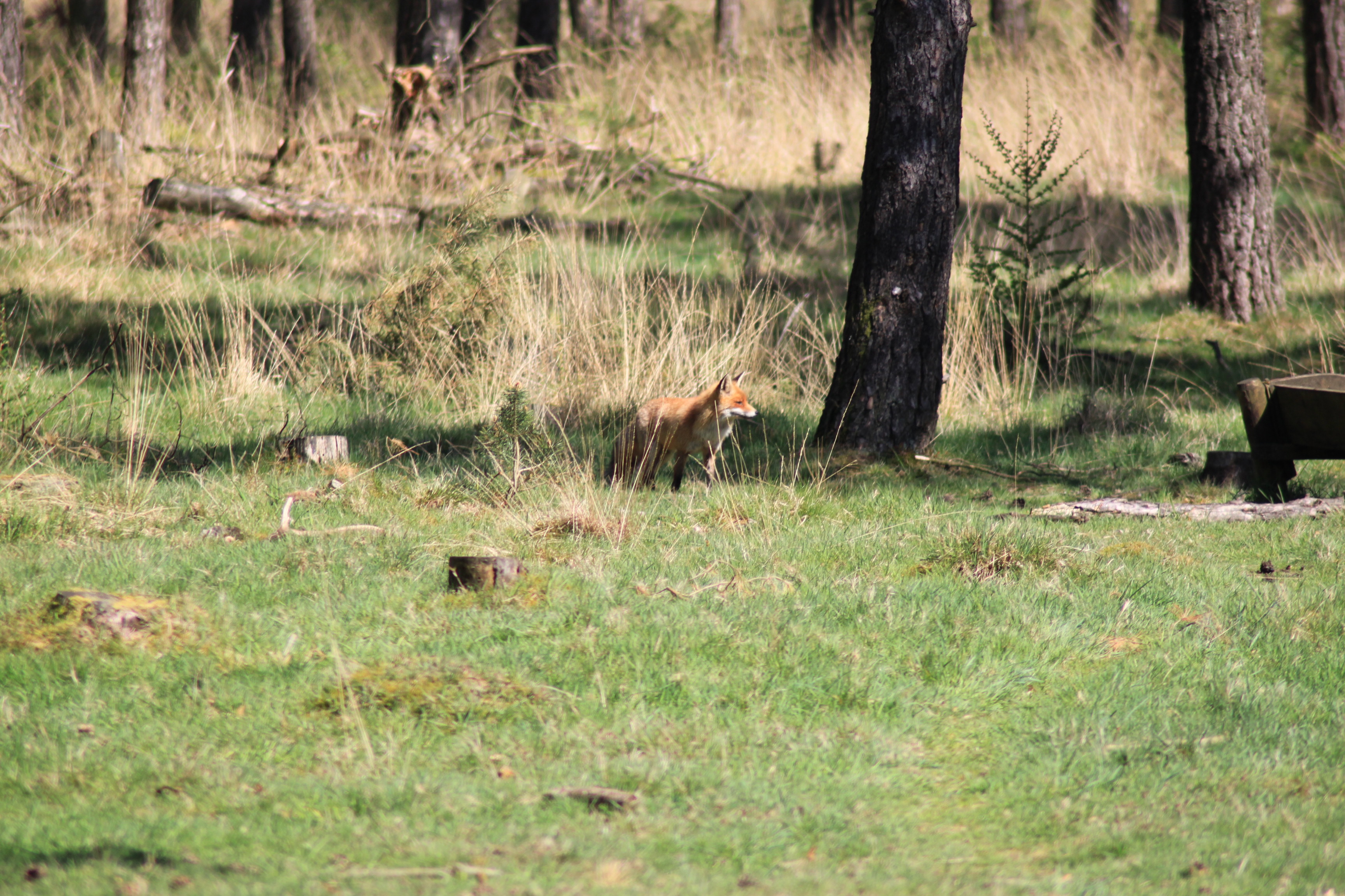 Vos op zoek naar eten