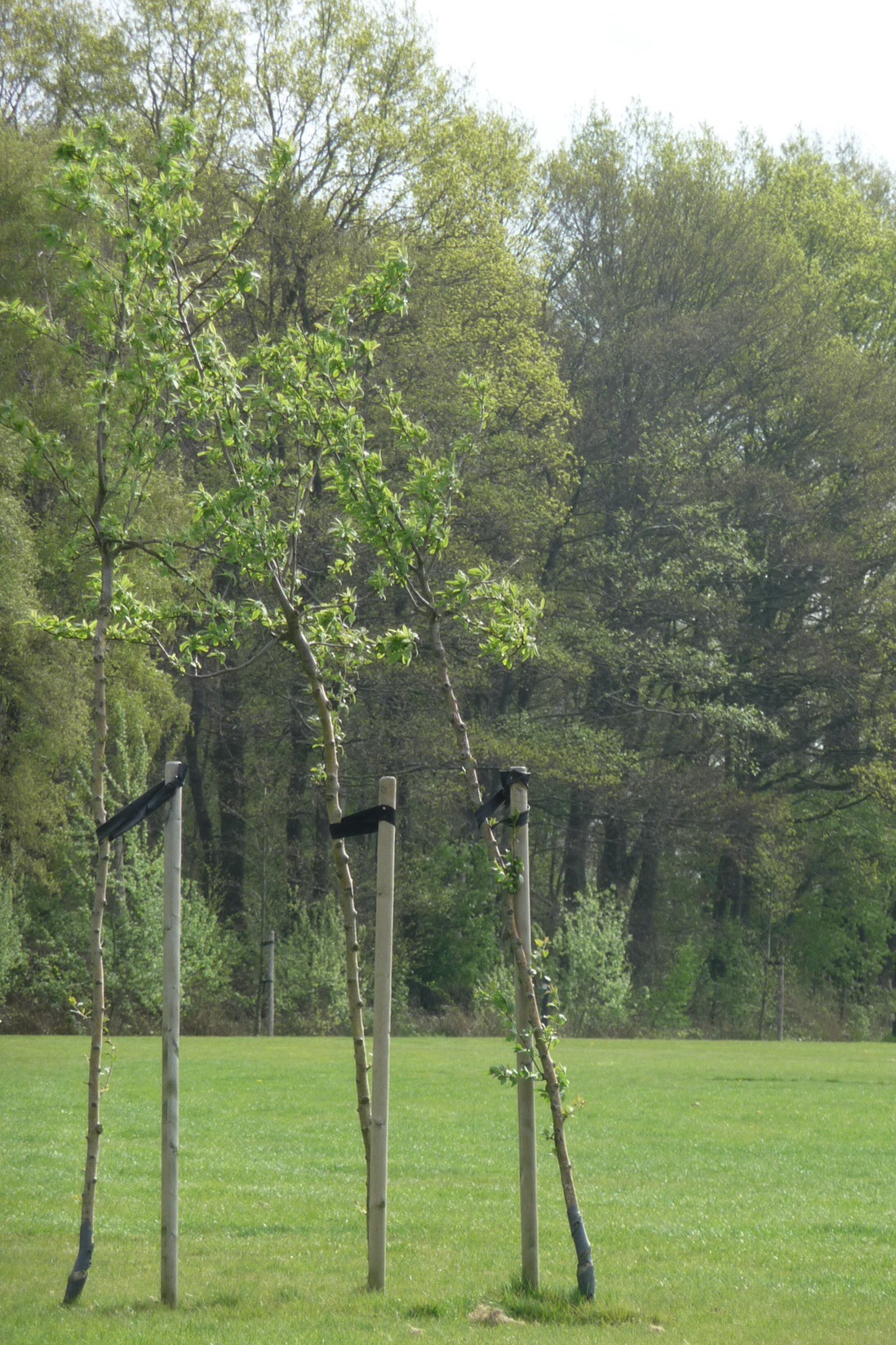 Nieuwe jonge boompjes