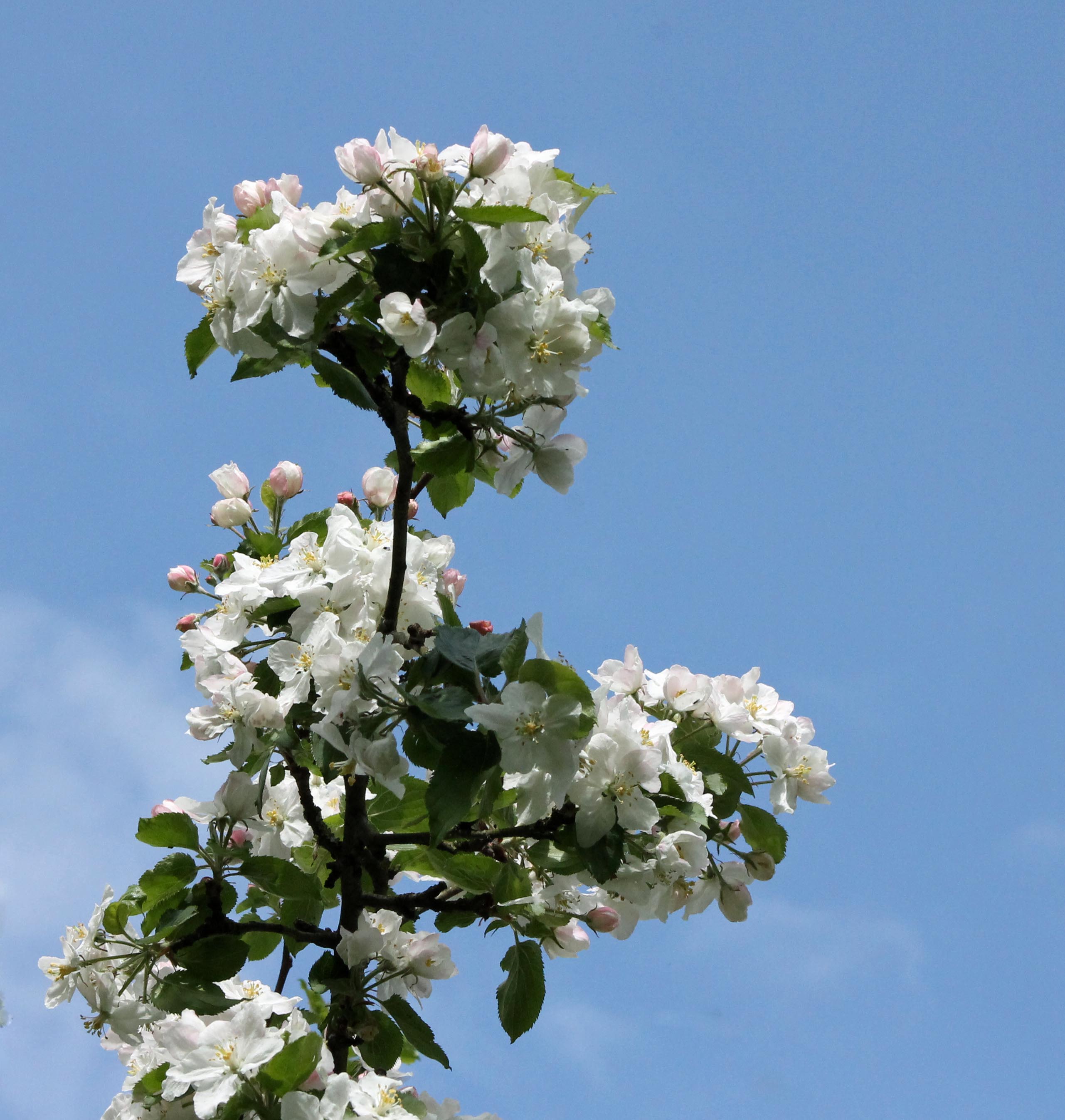 Bloesem bijna weer voorbij