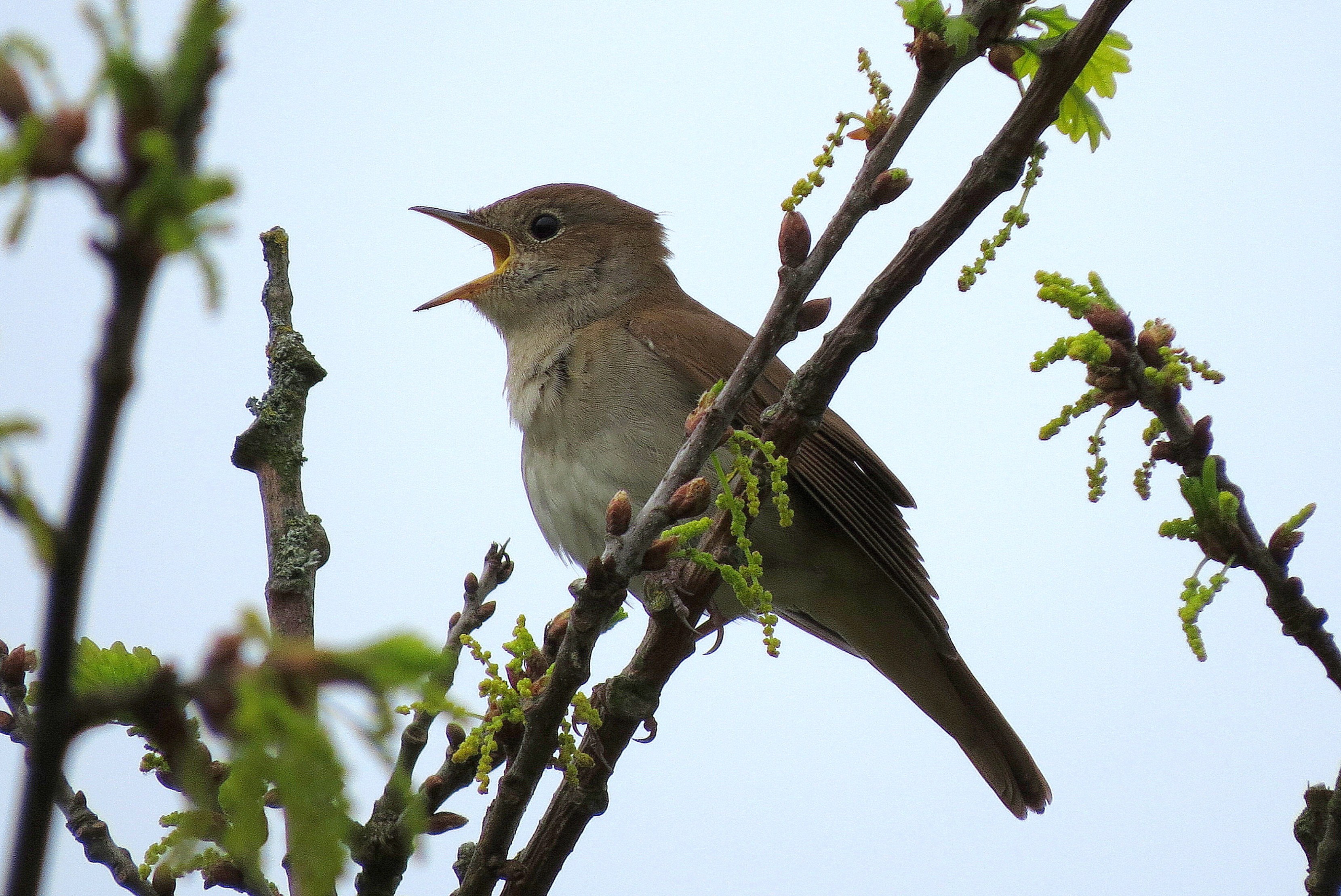 Luister..kijk..hij is er weer!