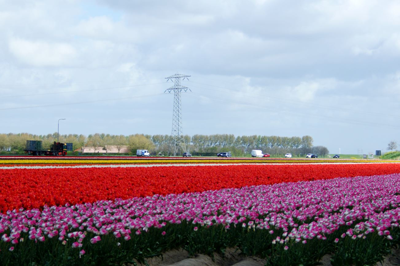  Tulpen-Zeeland