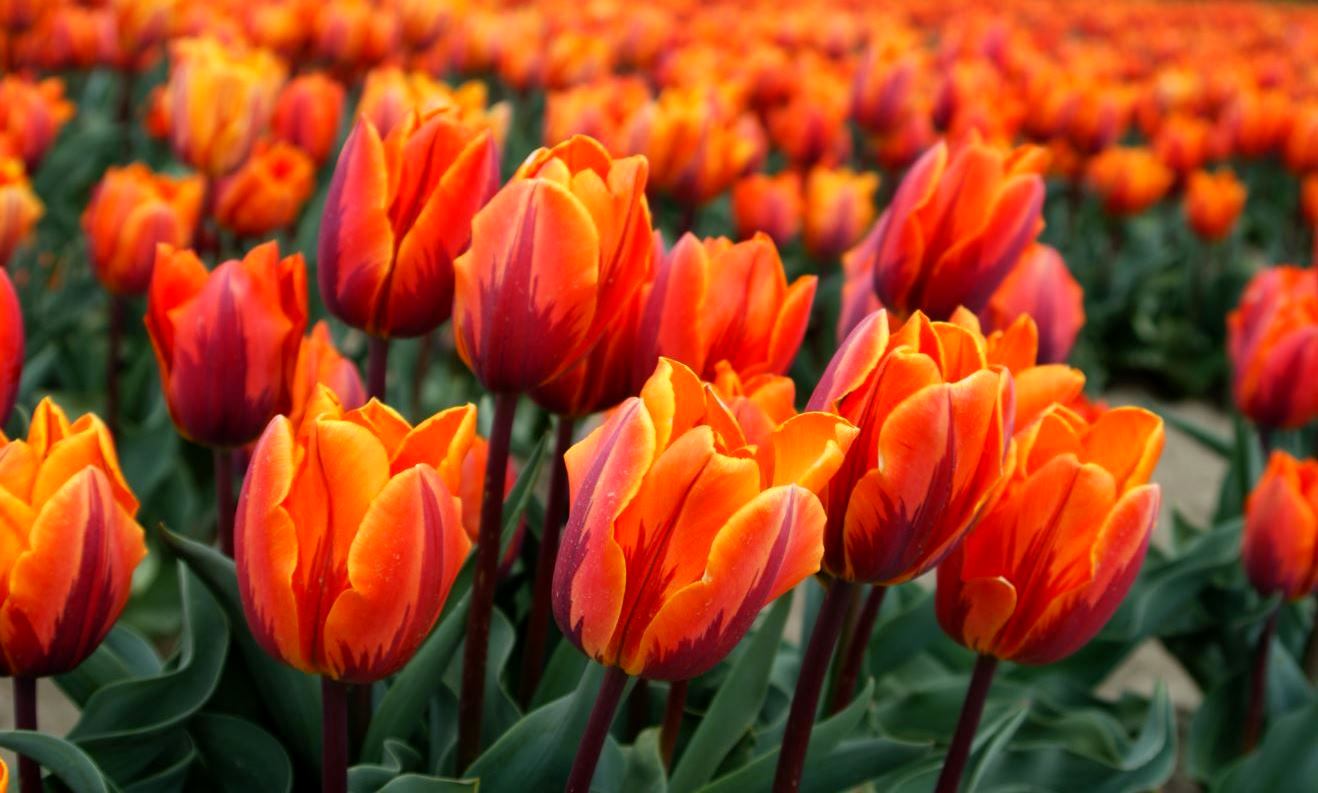  Tulpen-Zeeland
