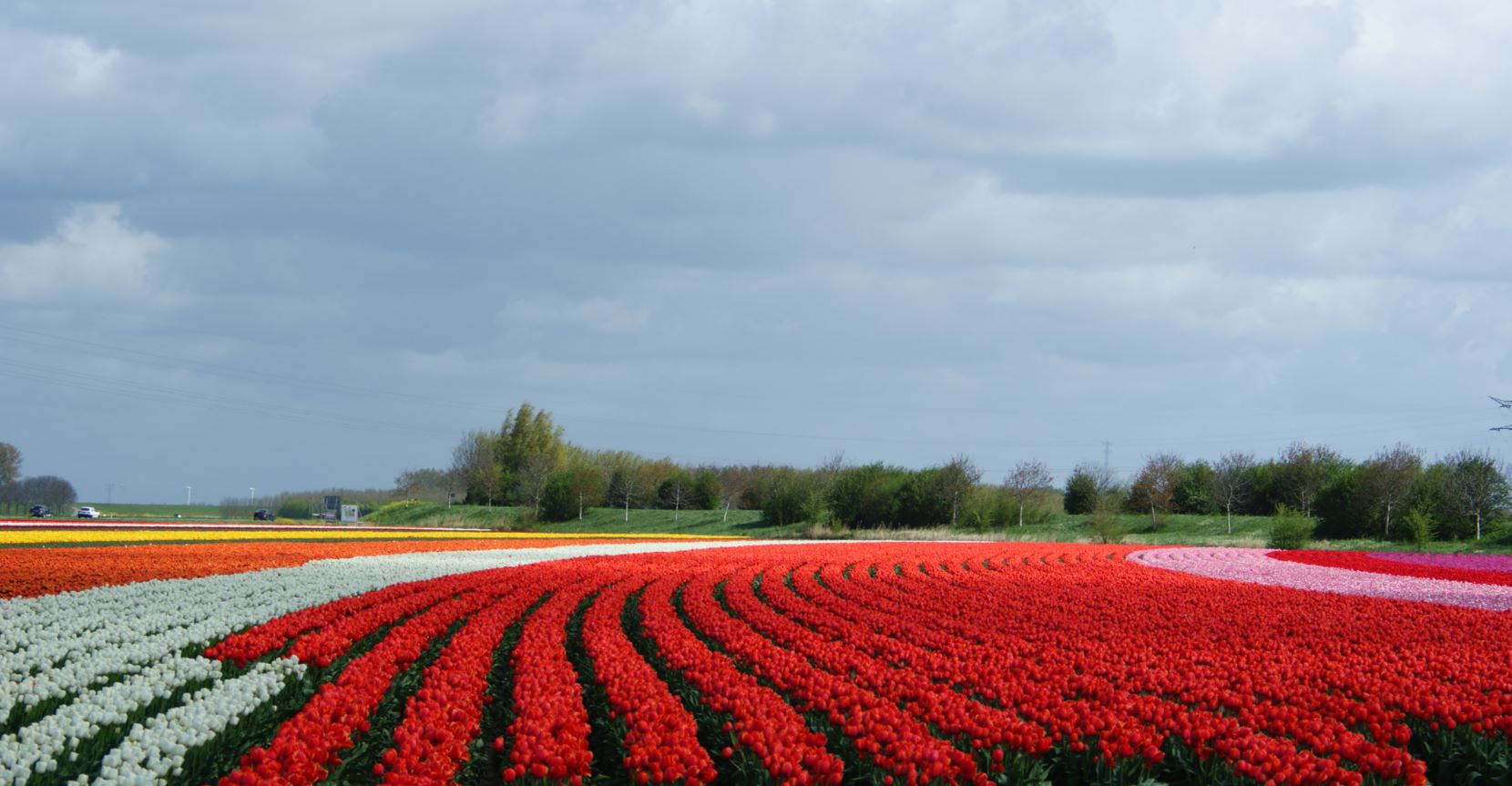  Tulpen-Zeeland