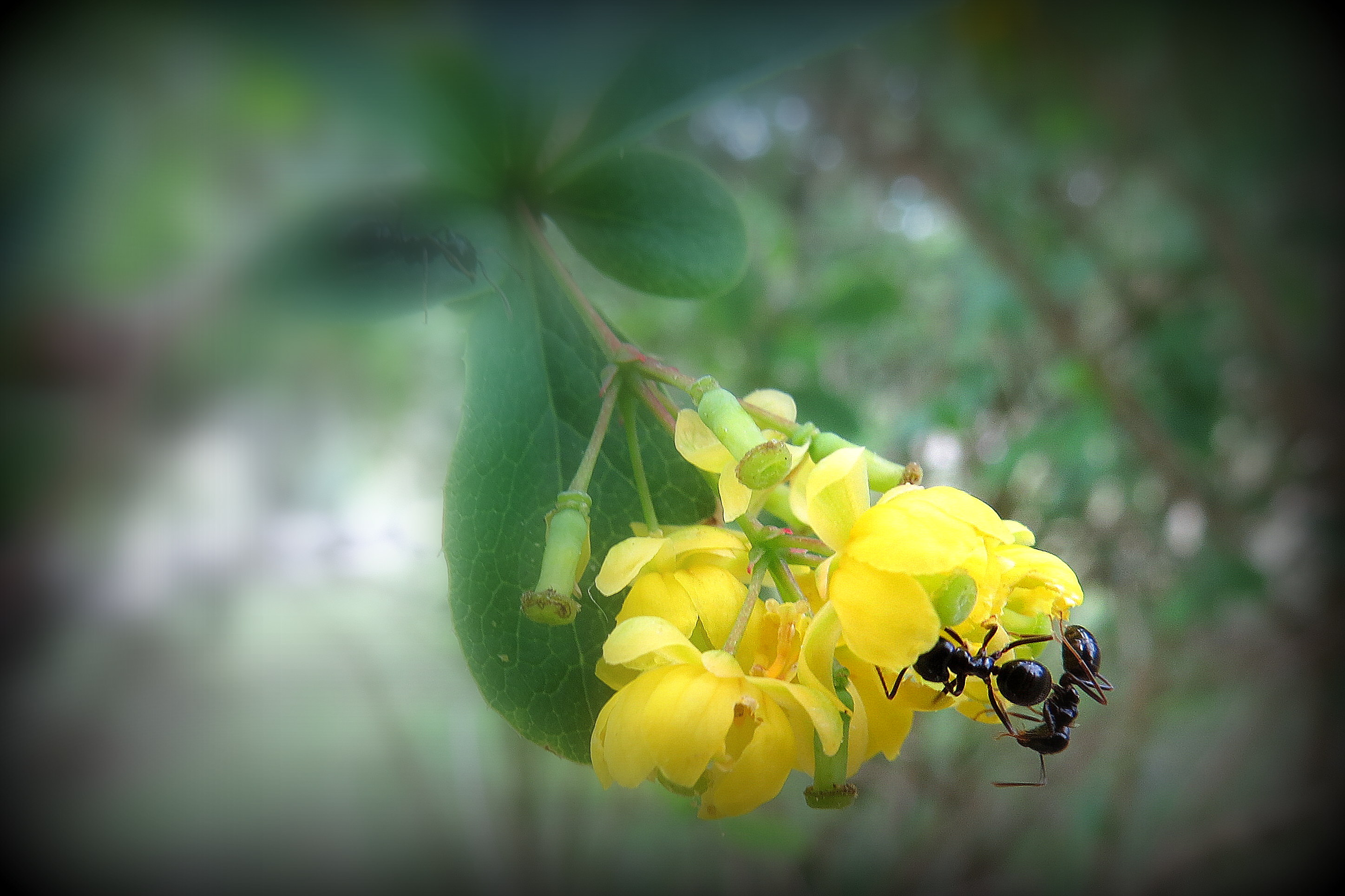 Lekker zoet bloempje