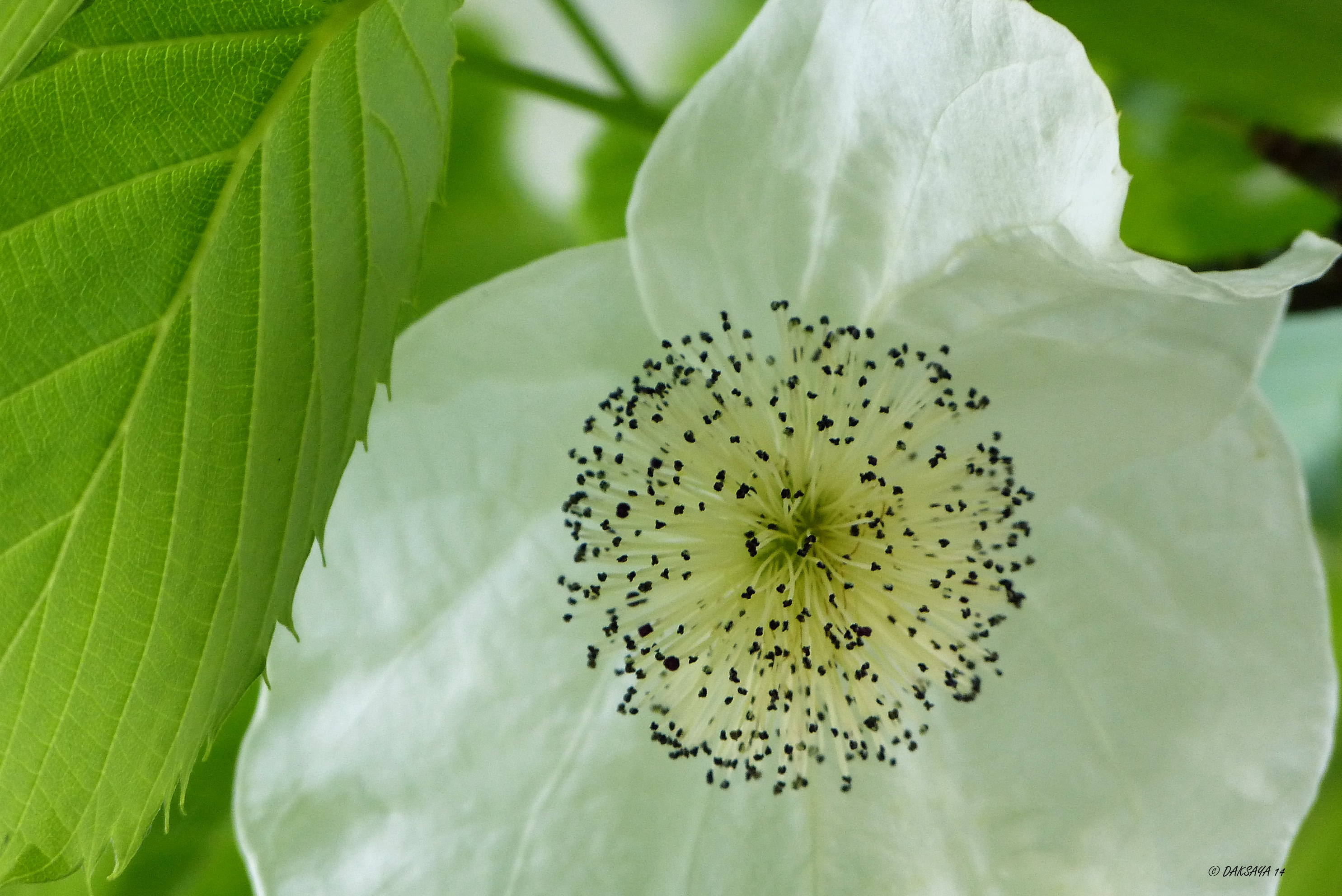 Bloem zakdoekjesboom