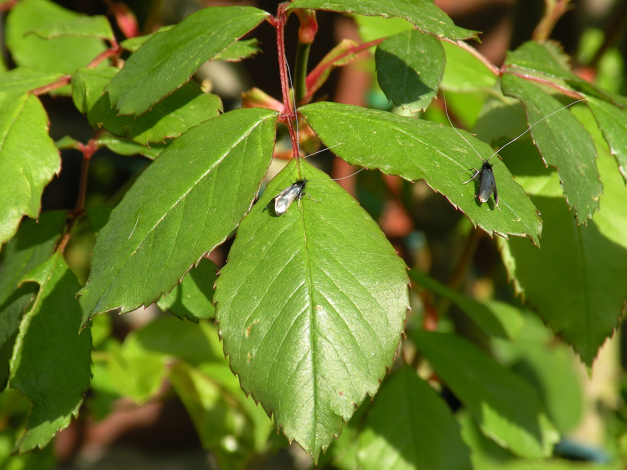 Smaragd langsprietmotje