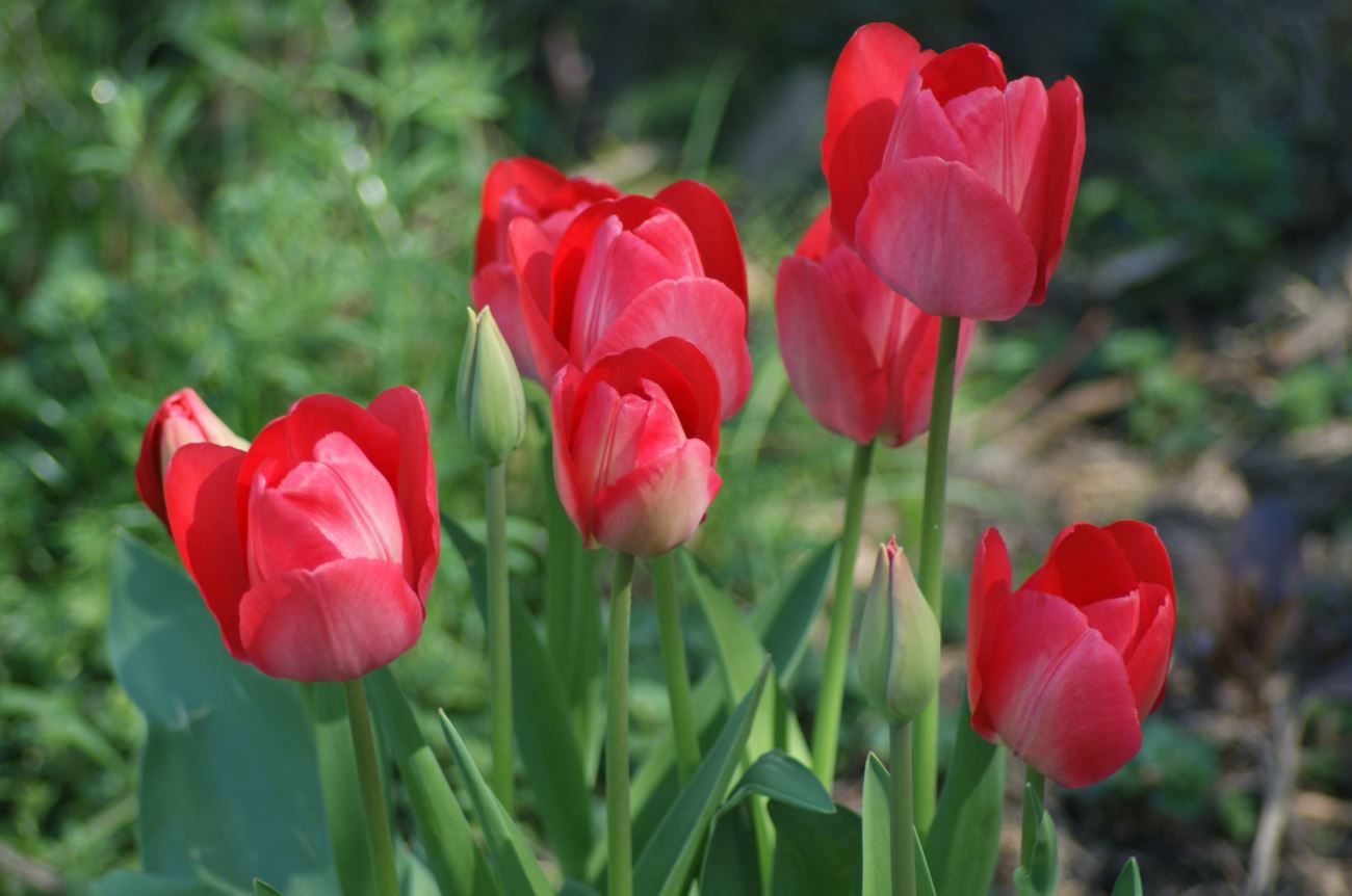 tulpen