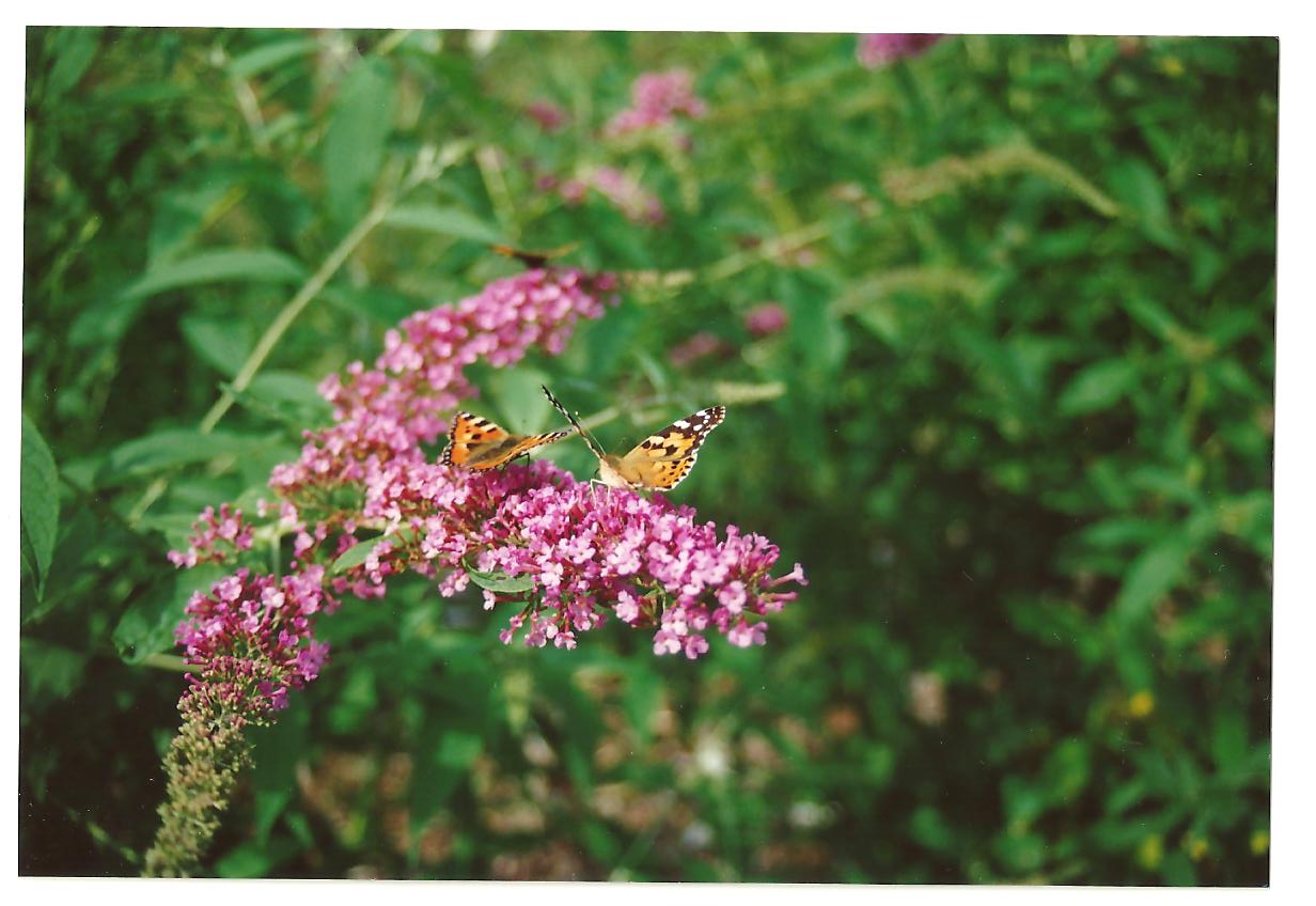 Distelvlinder en Kleine Vos