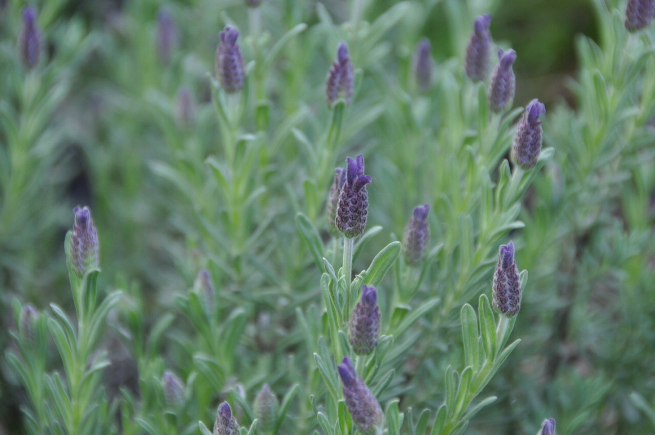 Lavendel