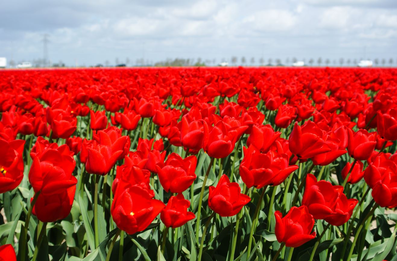  Tulpen-Zeeland