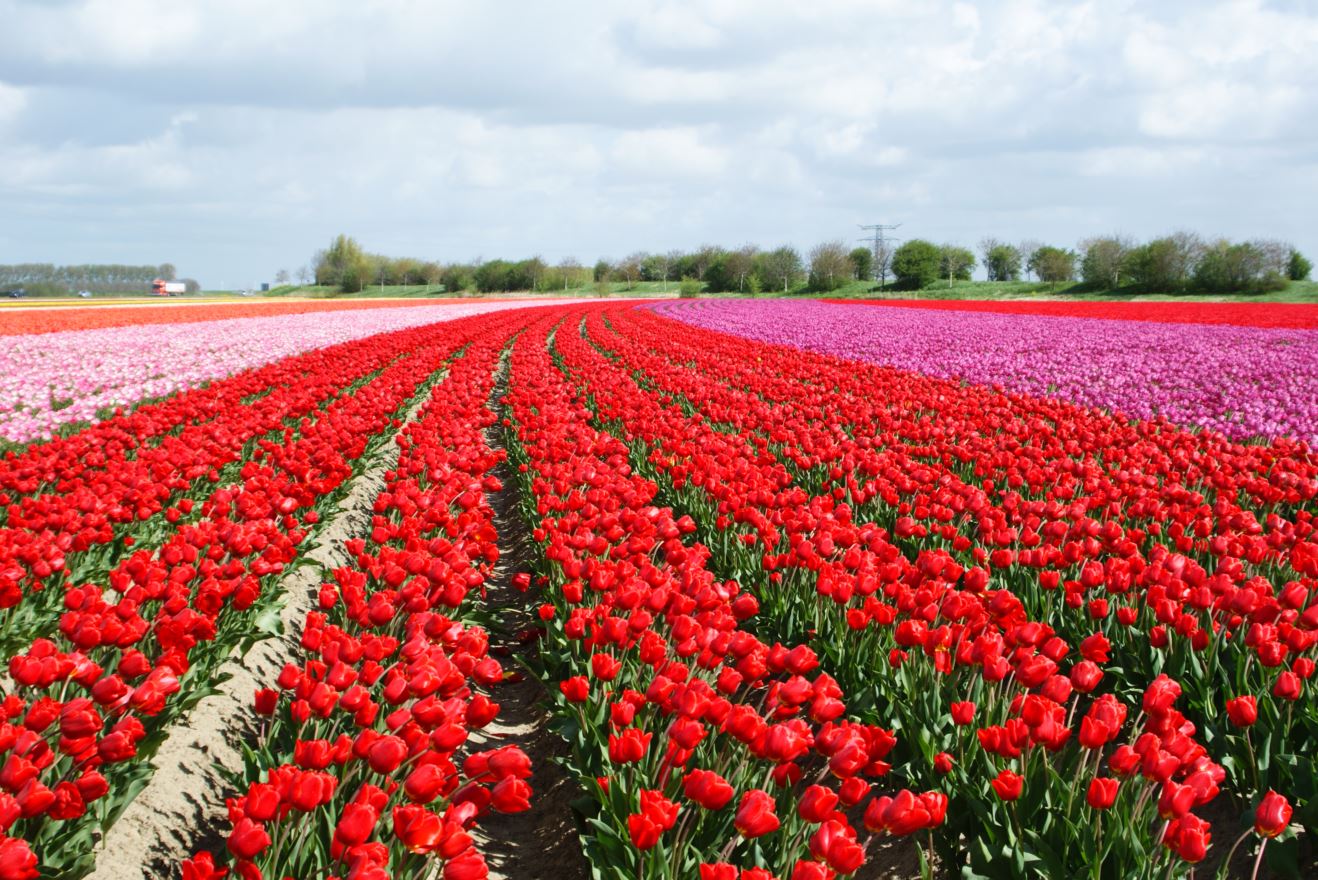  Tulpen-Zeeland