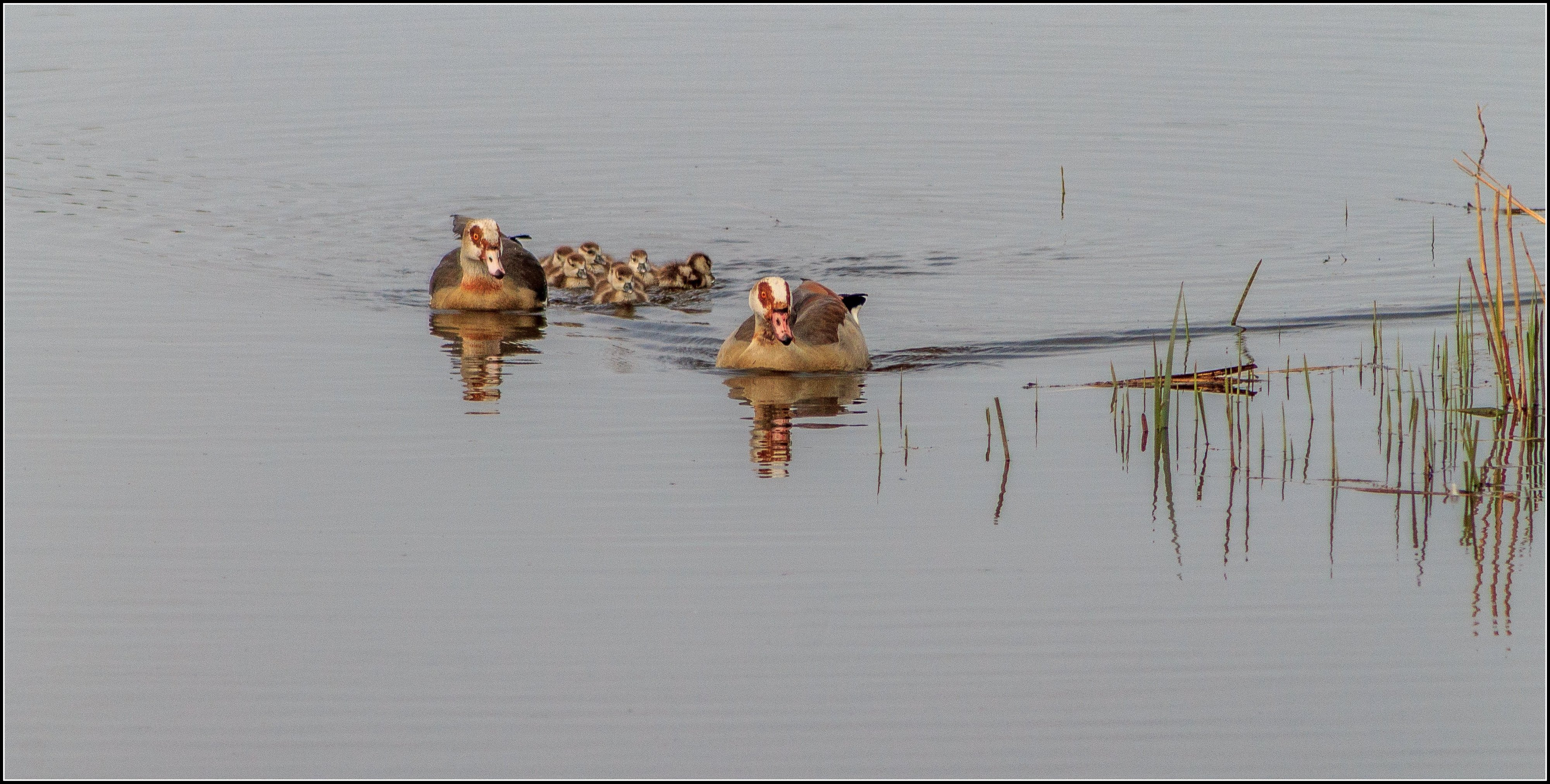 Nijlgans met kuikens.