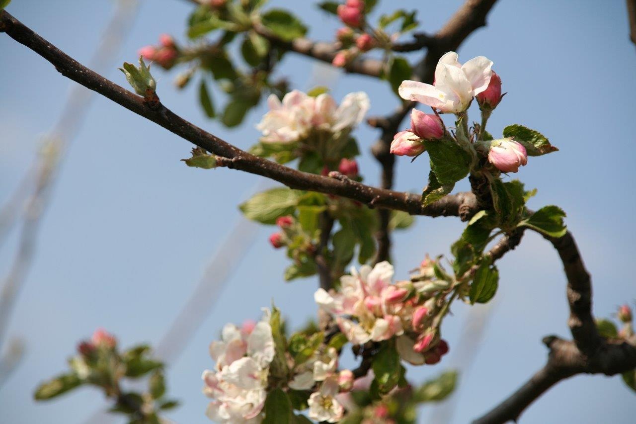 Appelbloesem 2