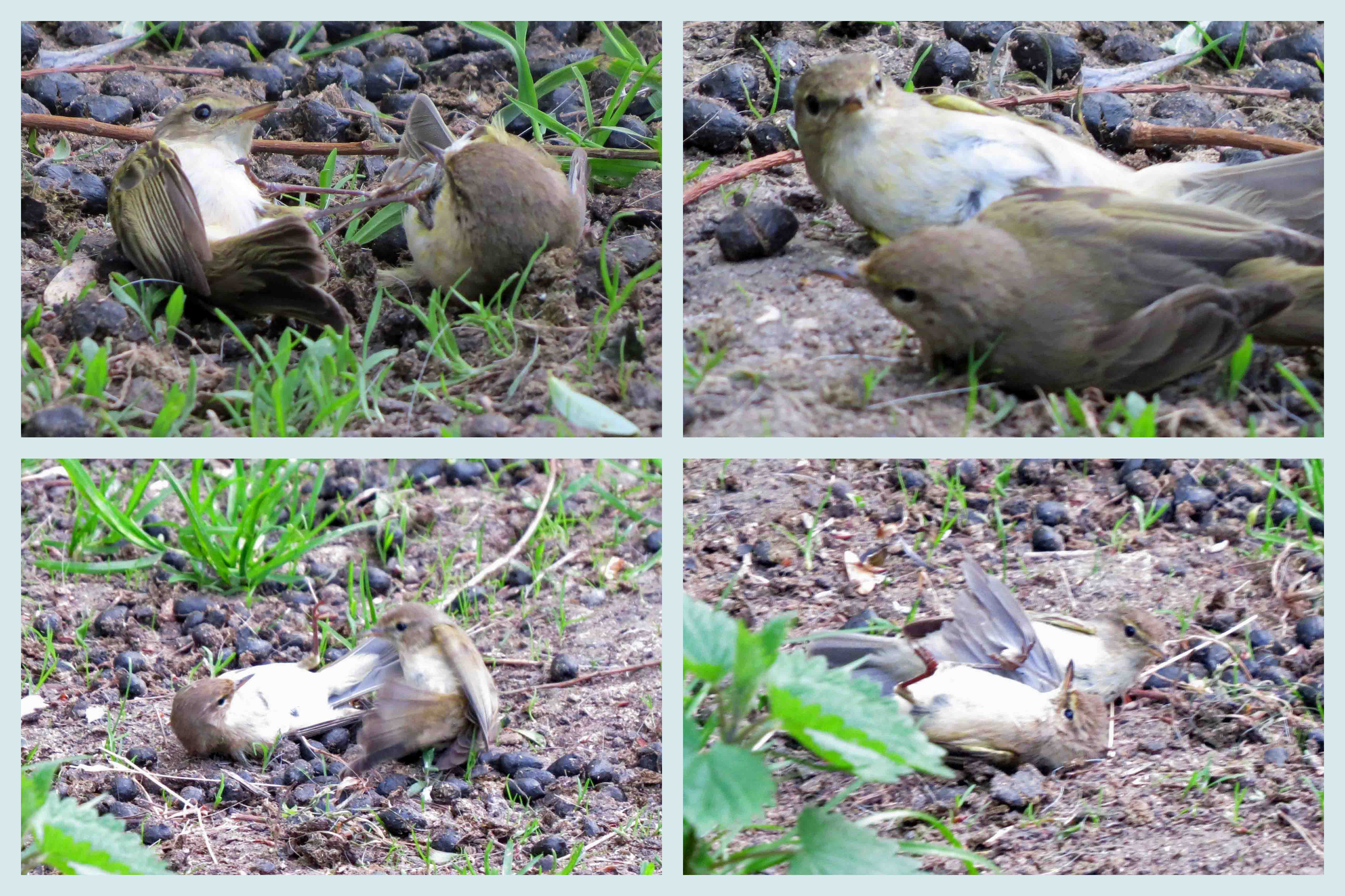 Spectaculair gevecht (2)