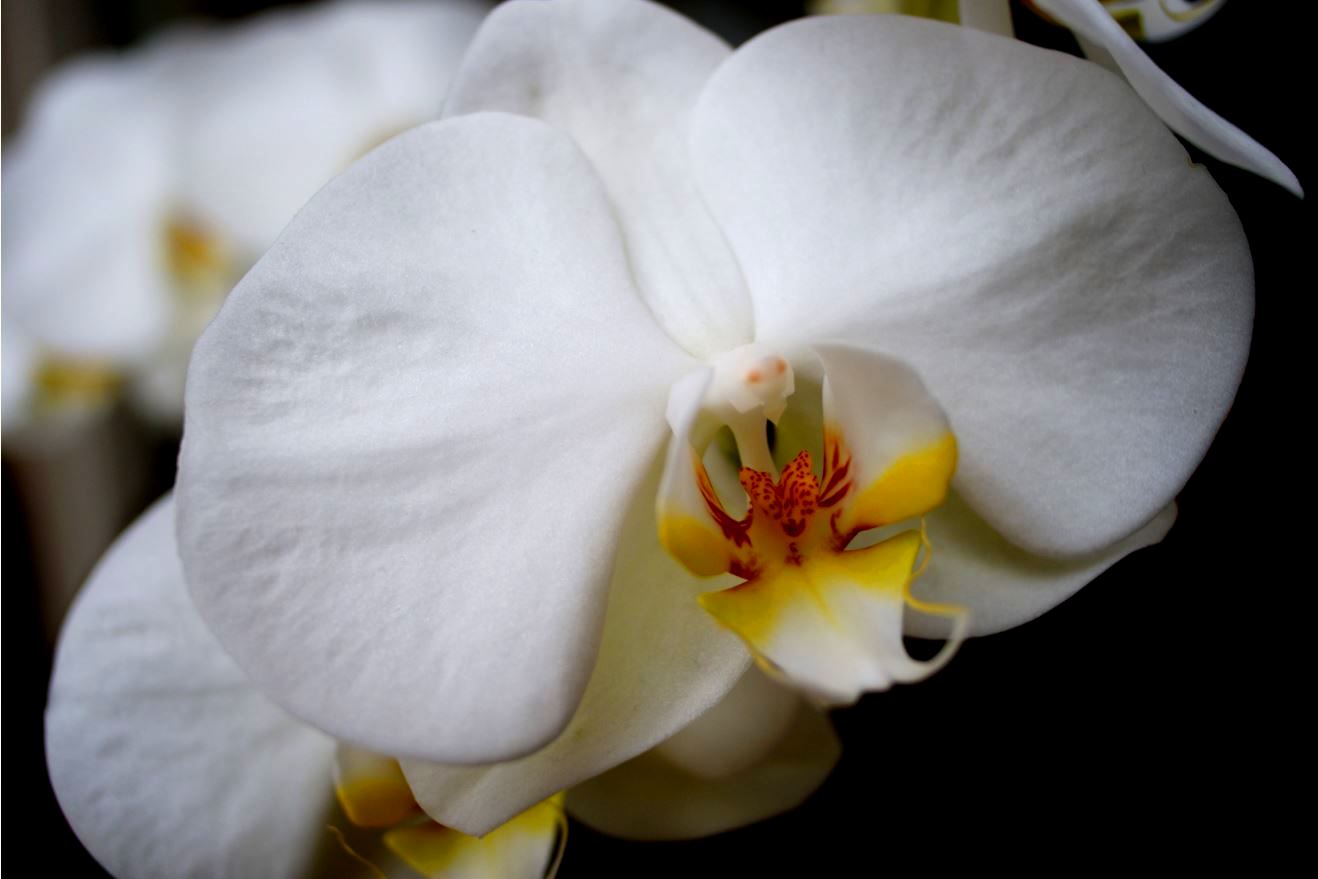 witte phalaenopsis 