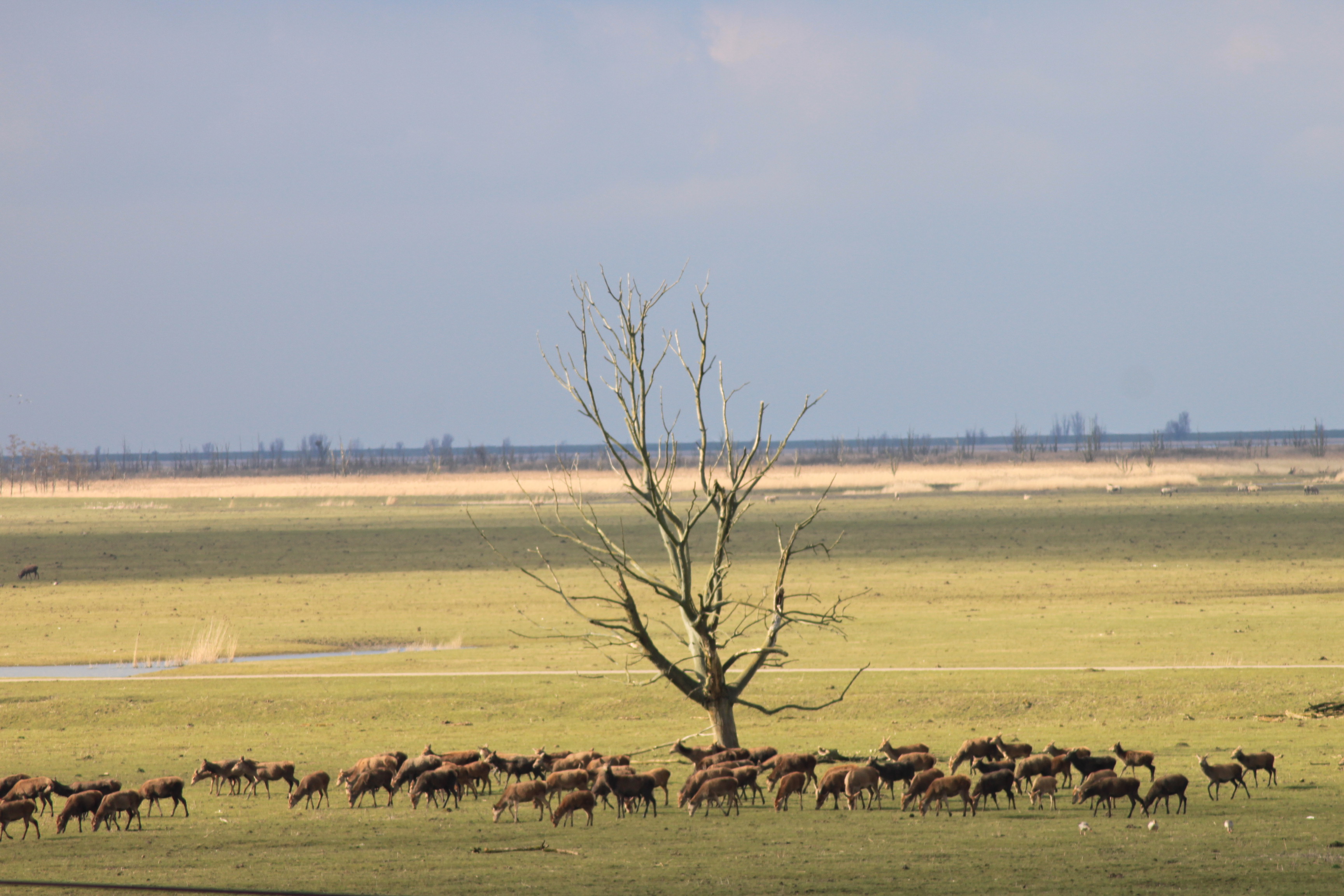 Roedel. edelherten..