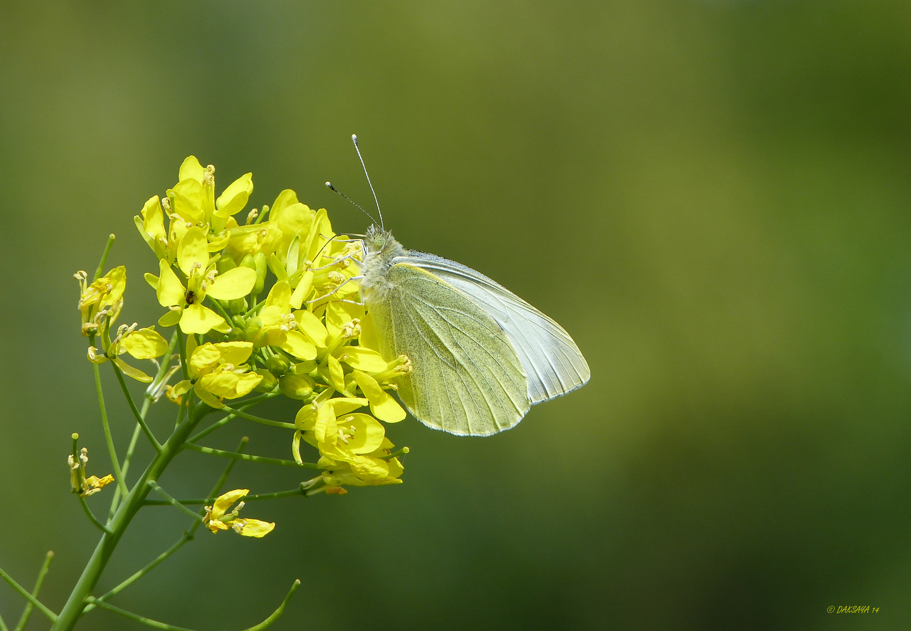 Witje op koolzaad
