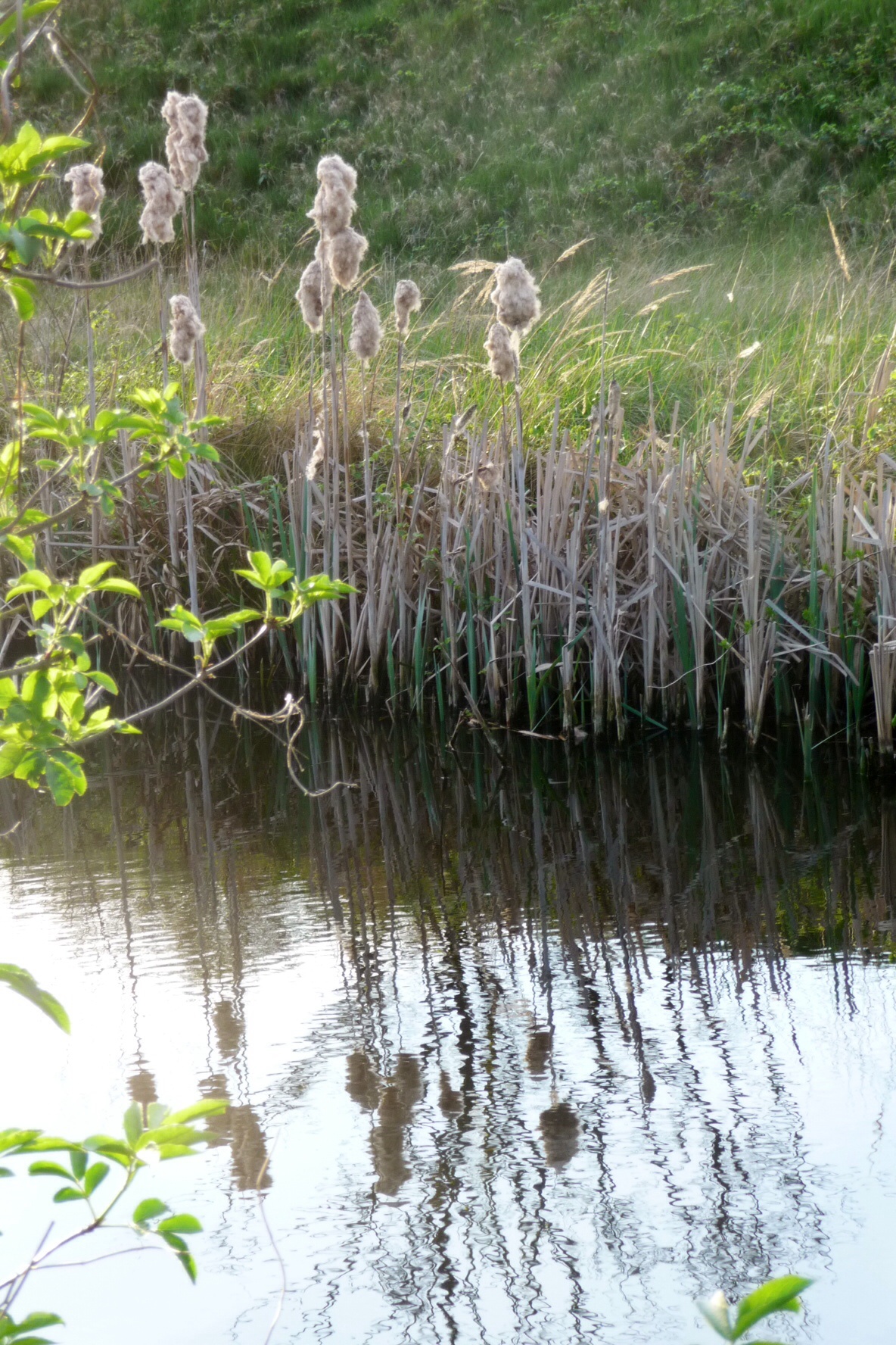 Nieuw blad, oude sigaren