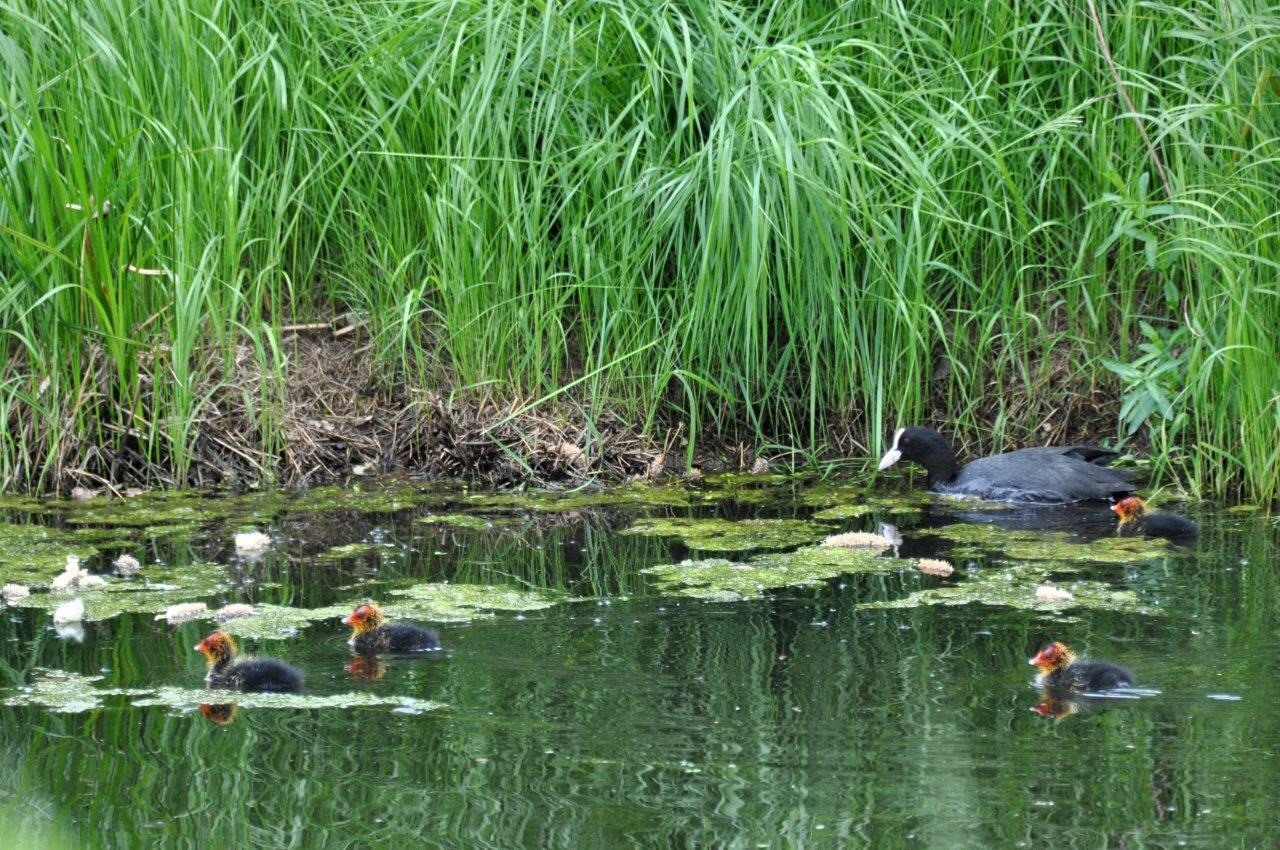 Meerkoet met pulletjes